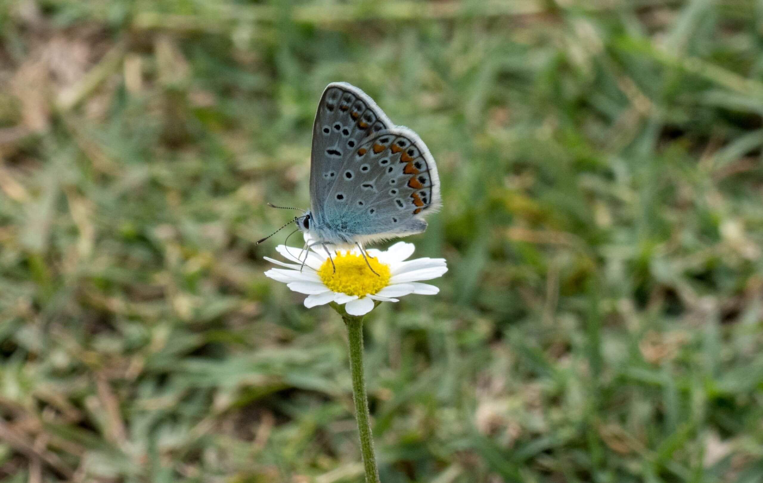 Polyommatus sp.