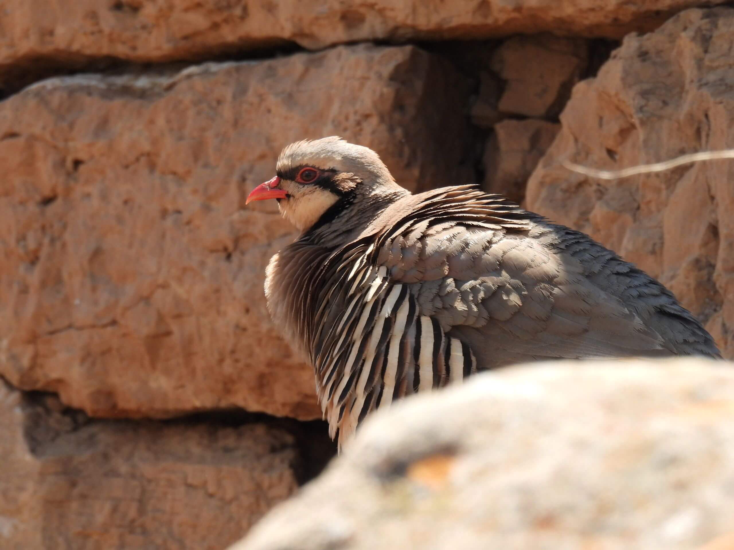 Alectoris chukar