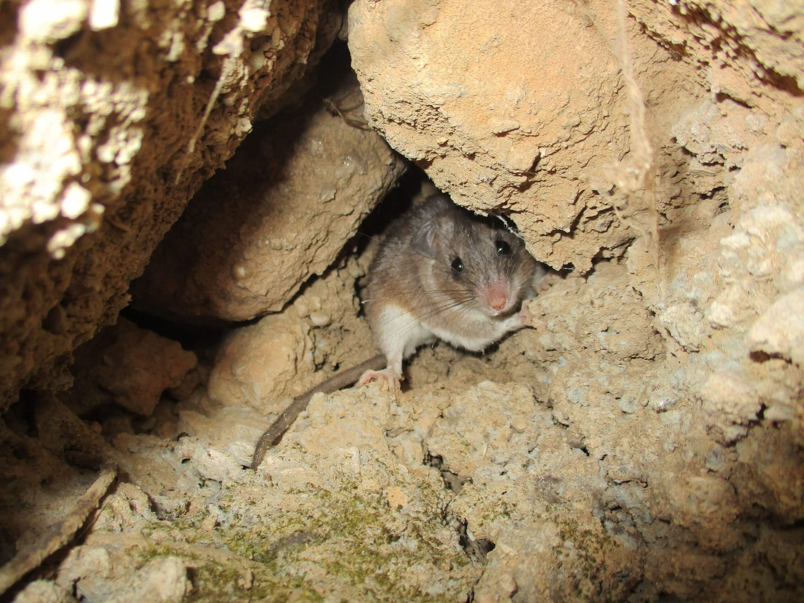 Acomys cahirinus minous