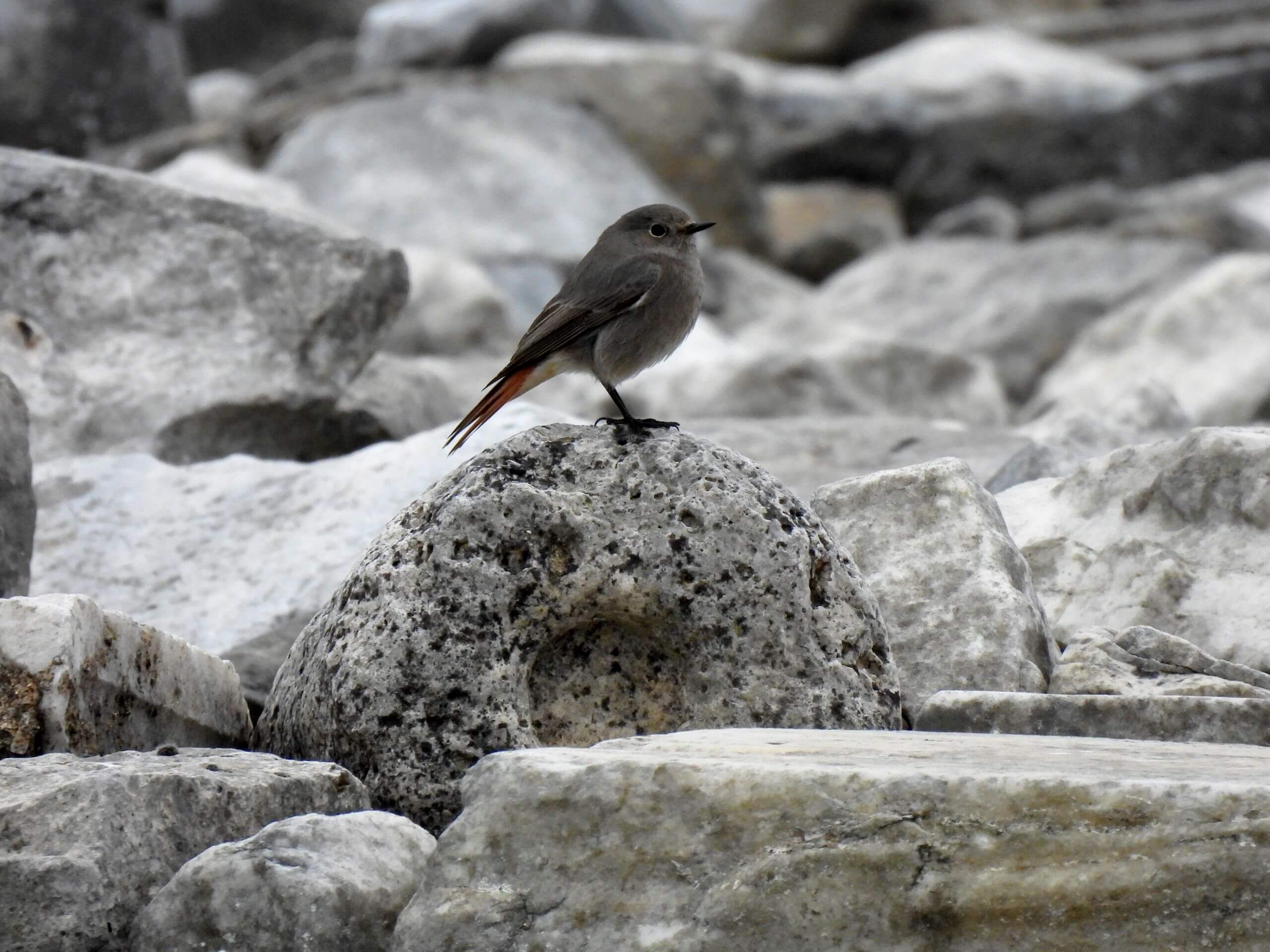 Phoenicurus ochruros