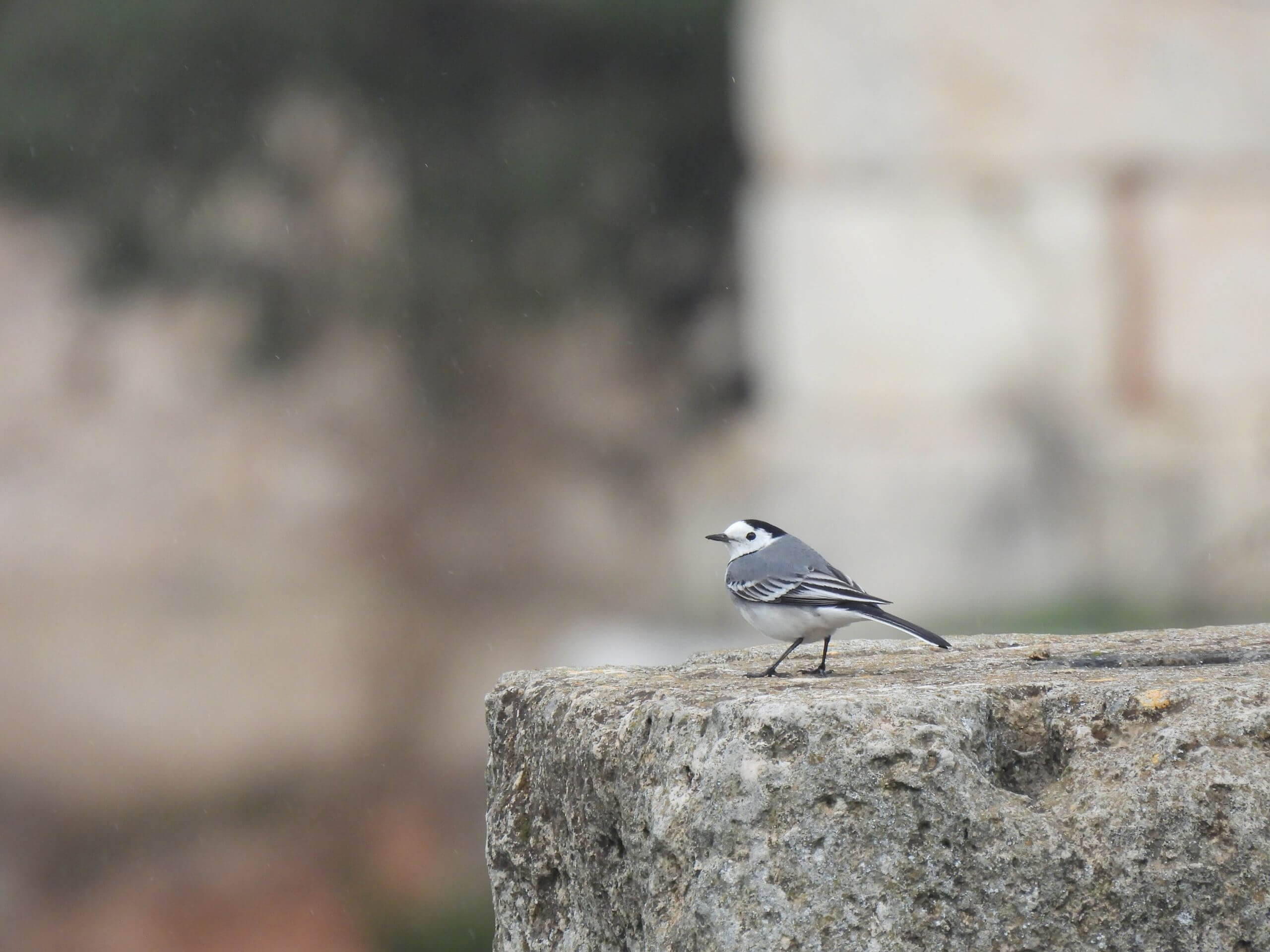 Motacilla alba