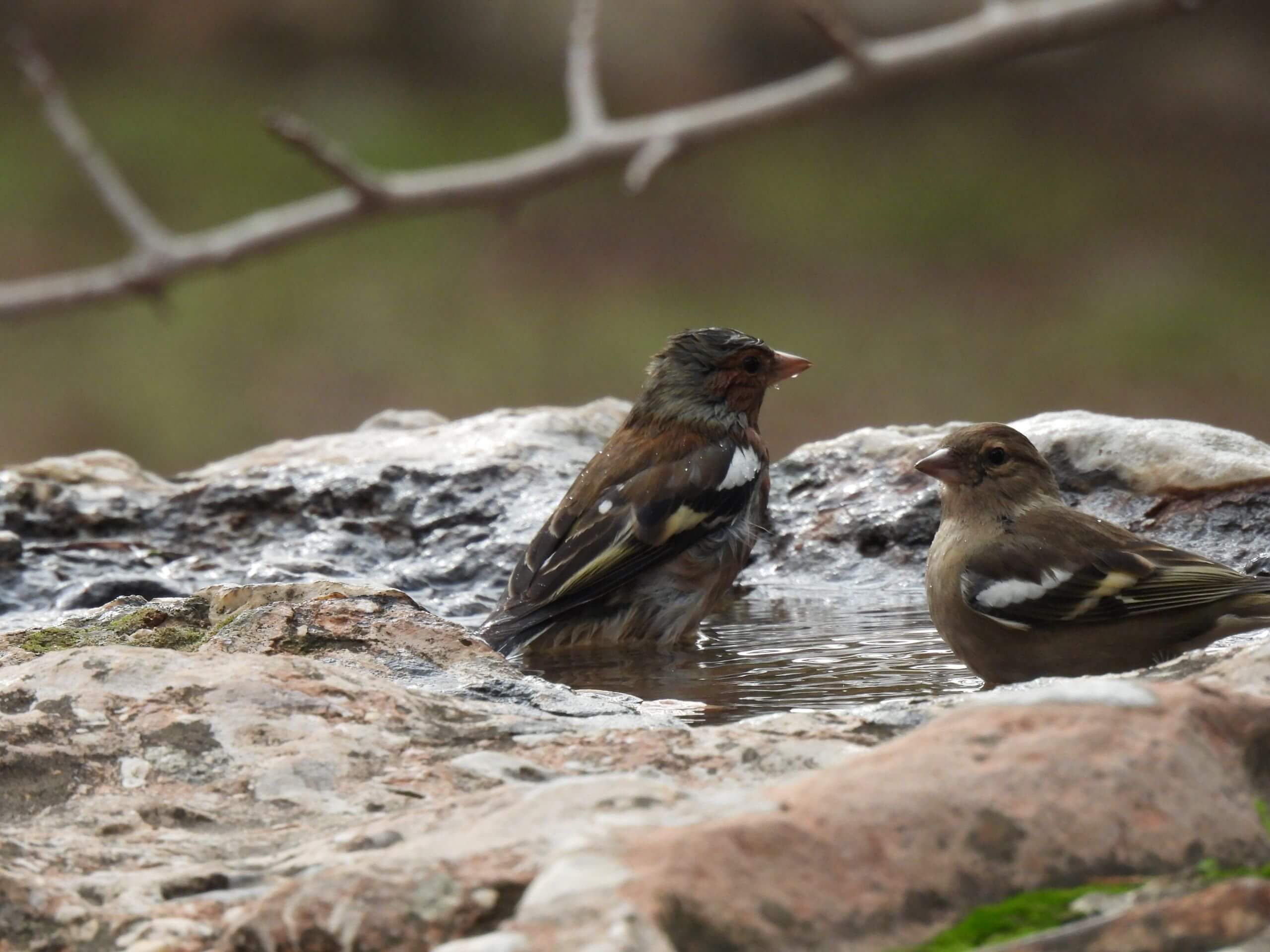 Fringilla coelebs