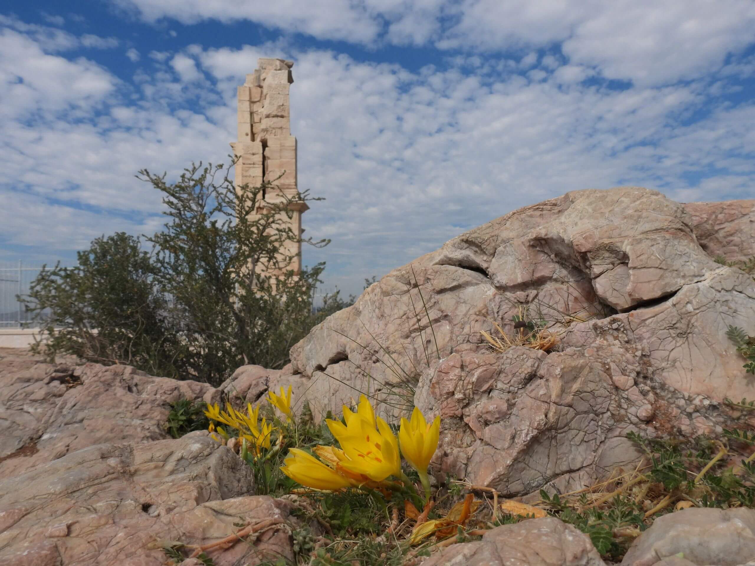 Sternbergia lutea