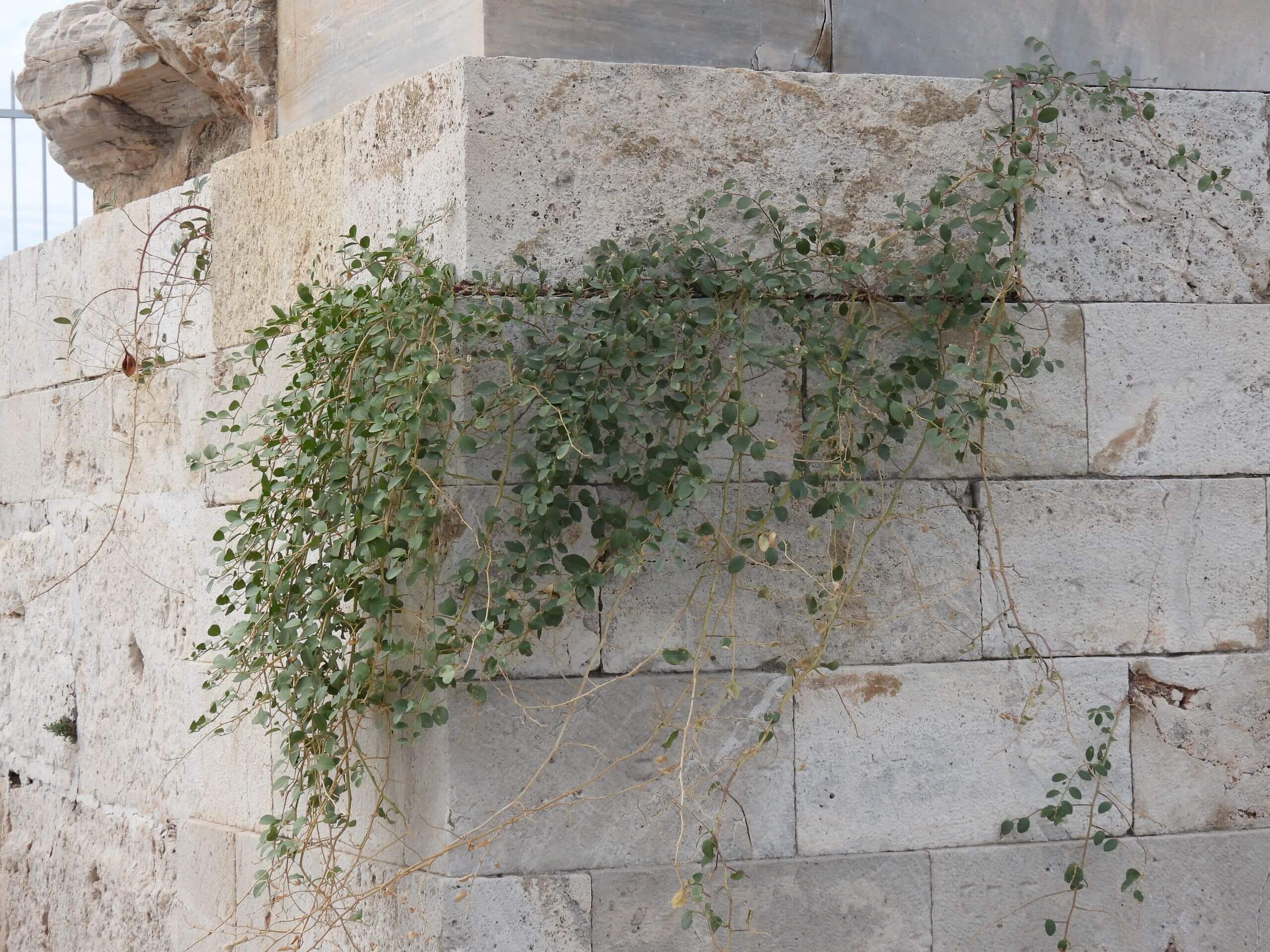 Capparis spinosa