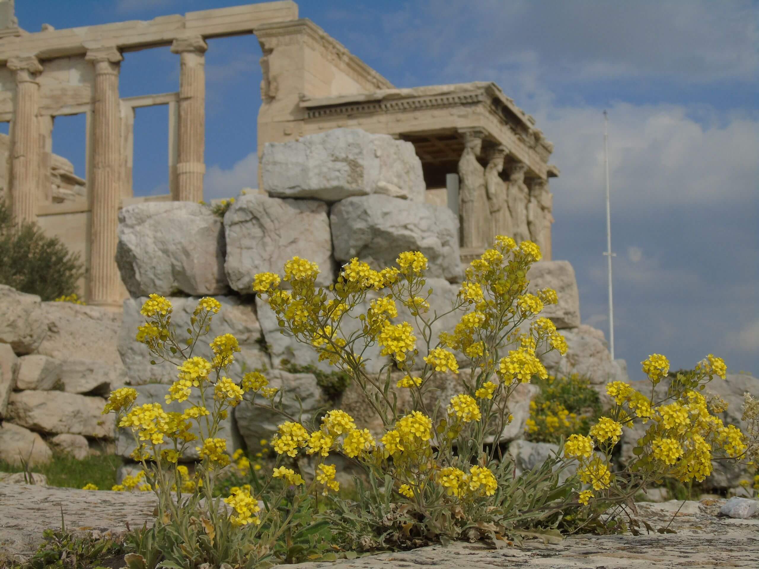 Aurinia saxatilis