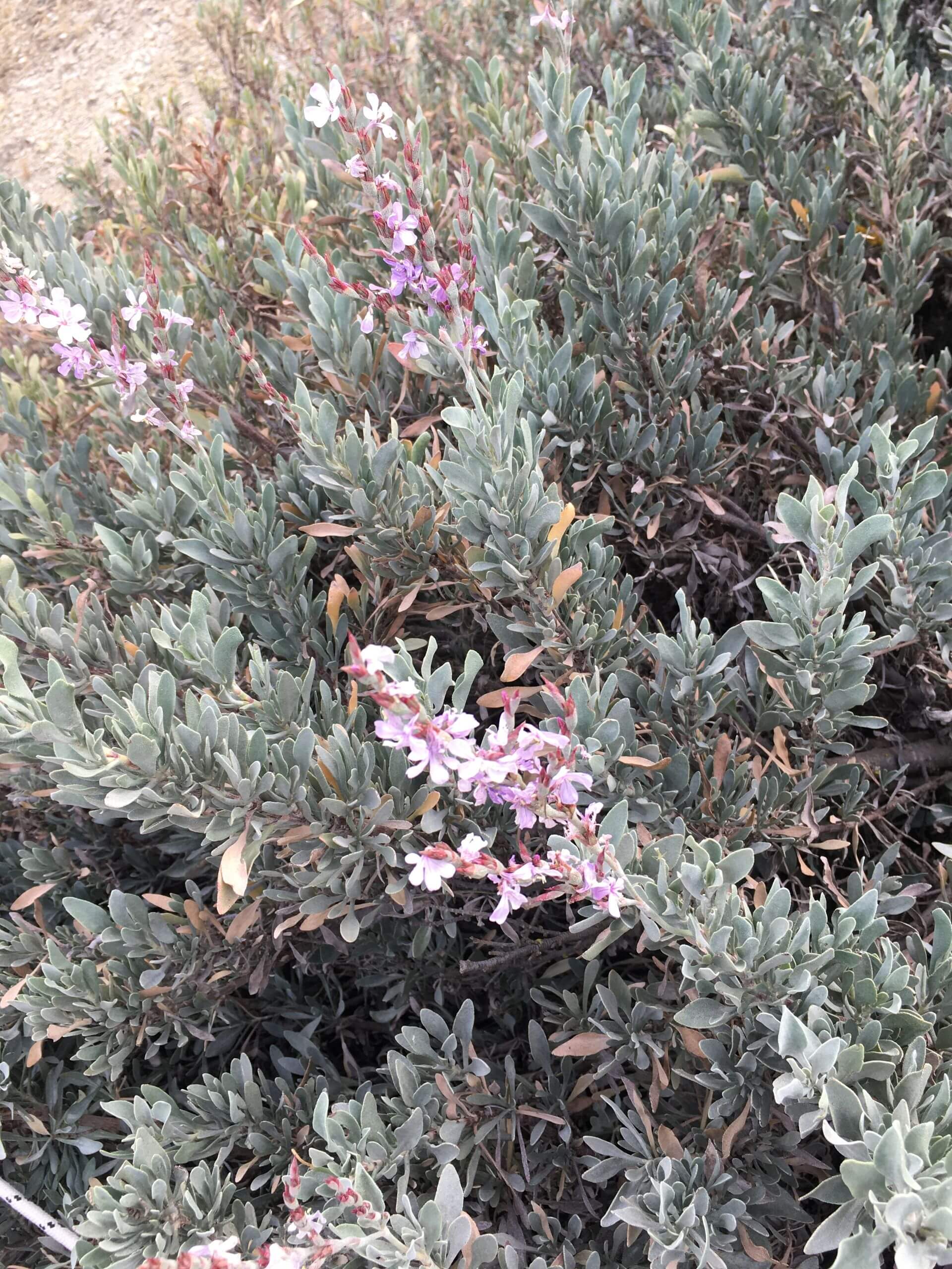 Limoniastrum monopetalum