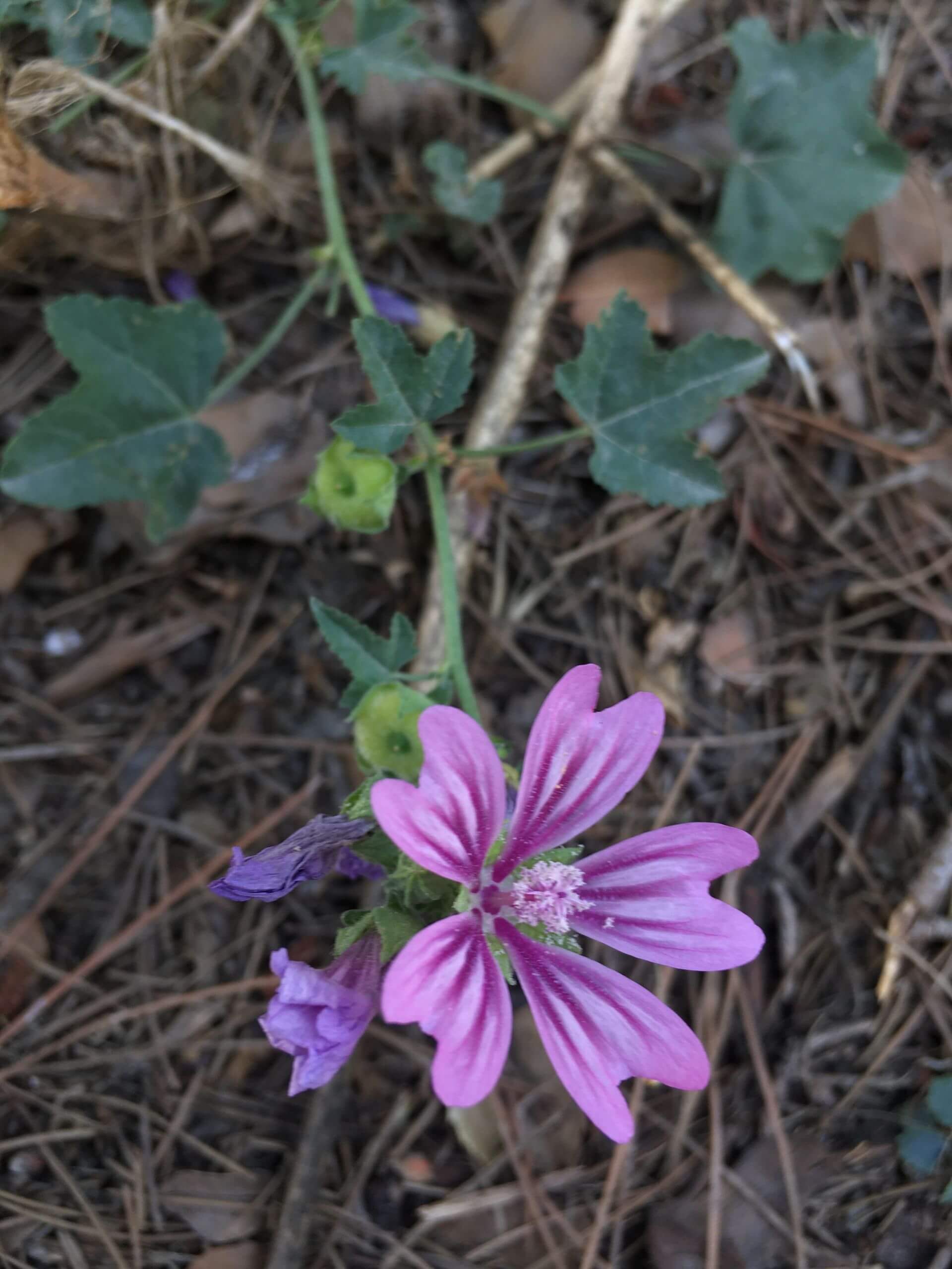 Malva arborea 