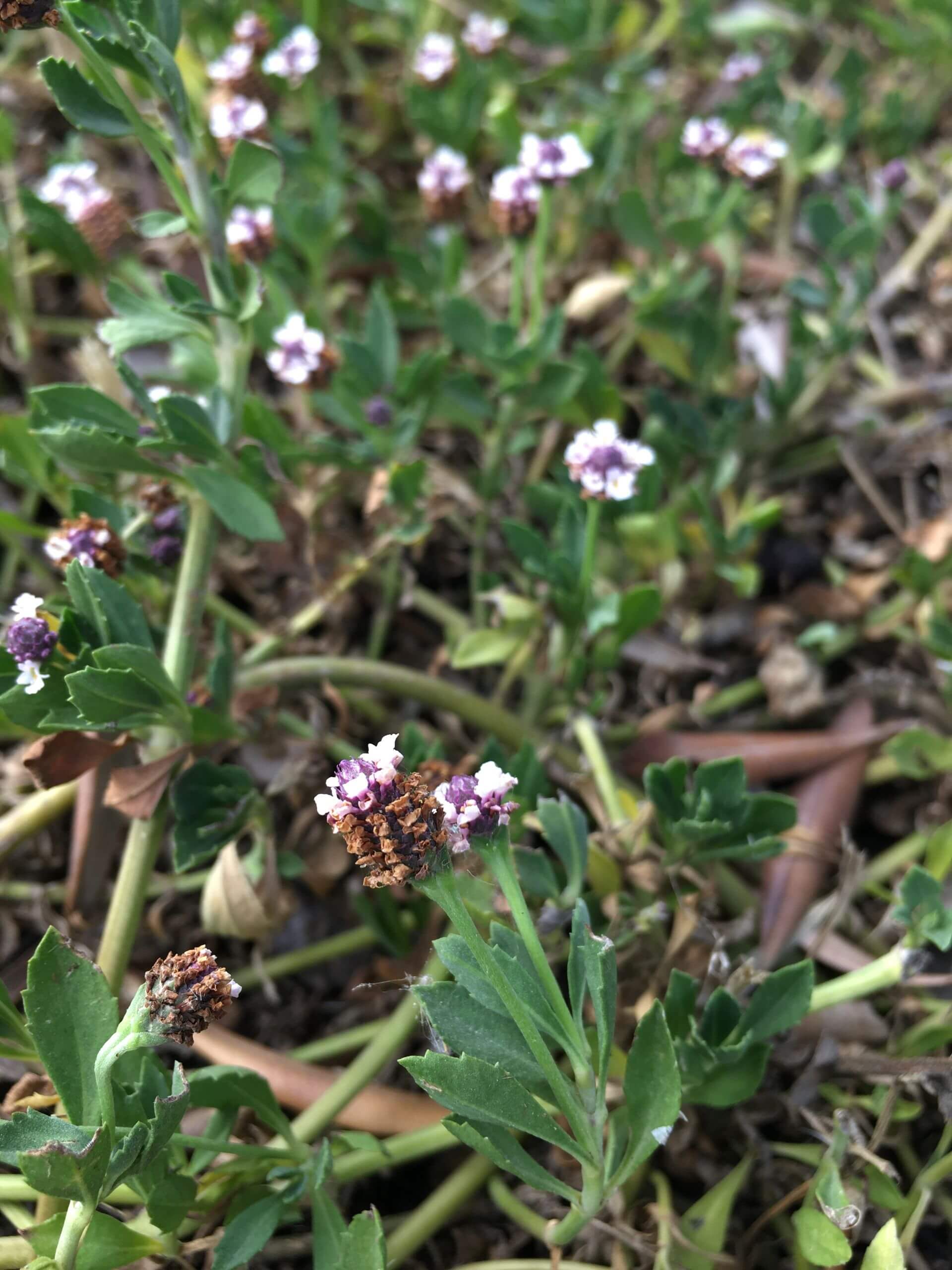 Phyla nodiflora 