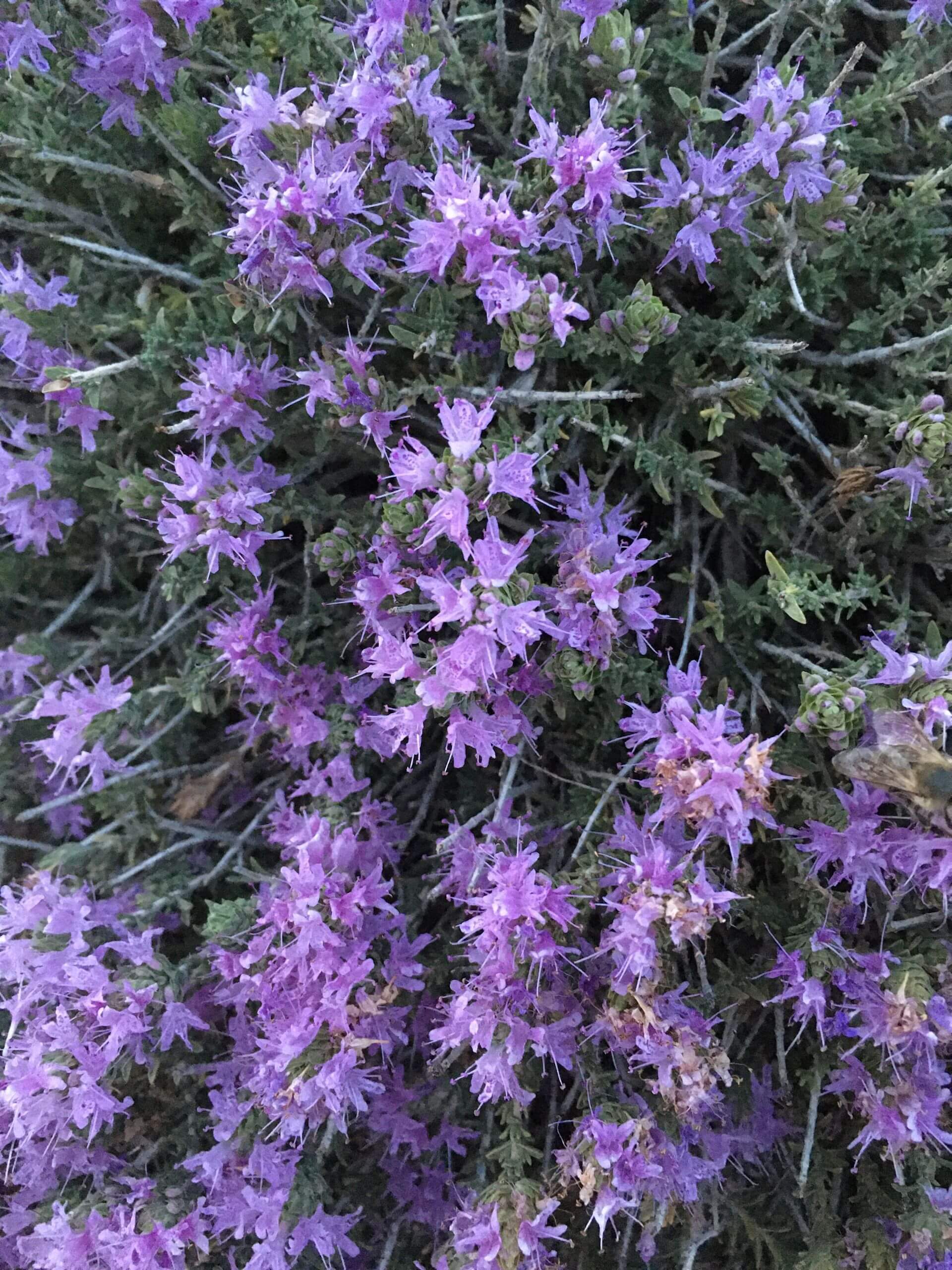 Thymbra capitata