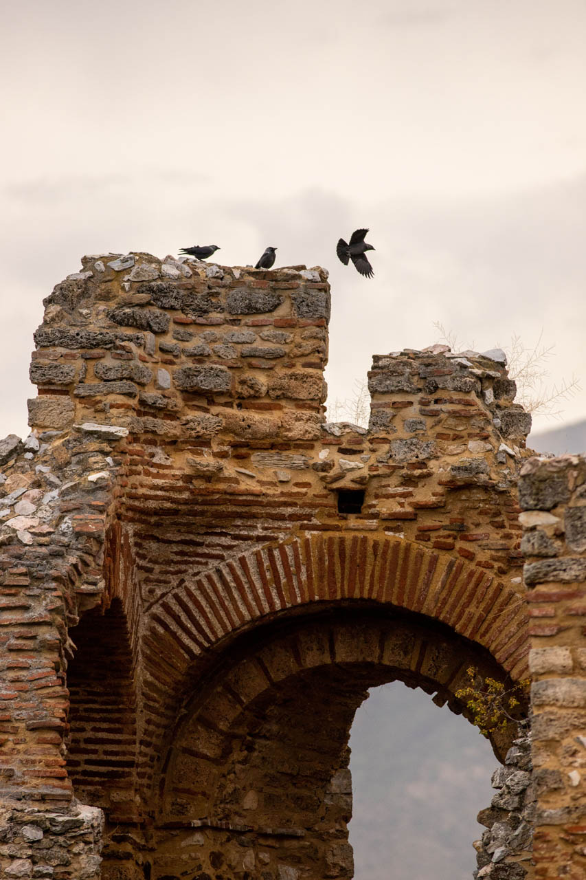 Corvus monedula