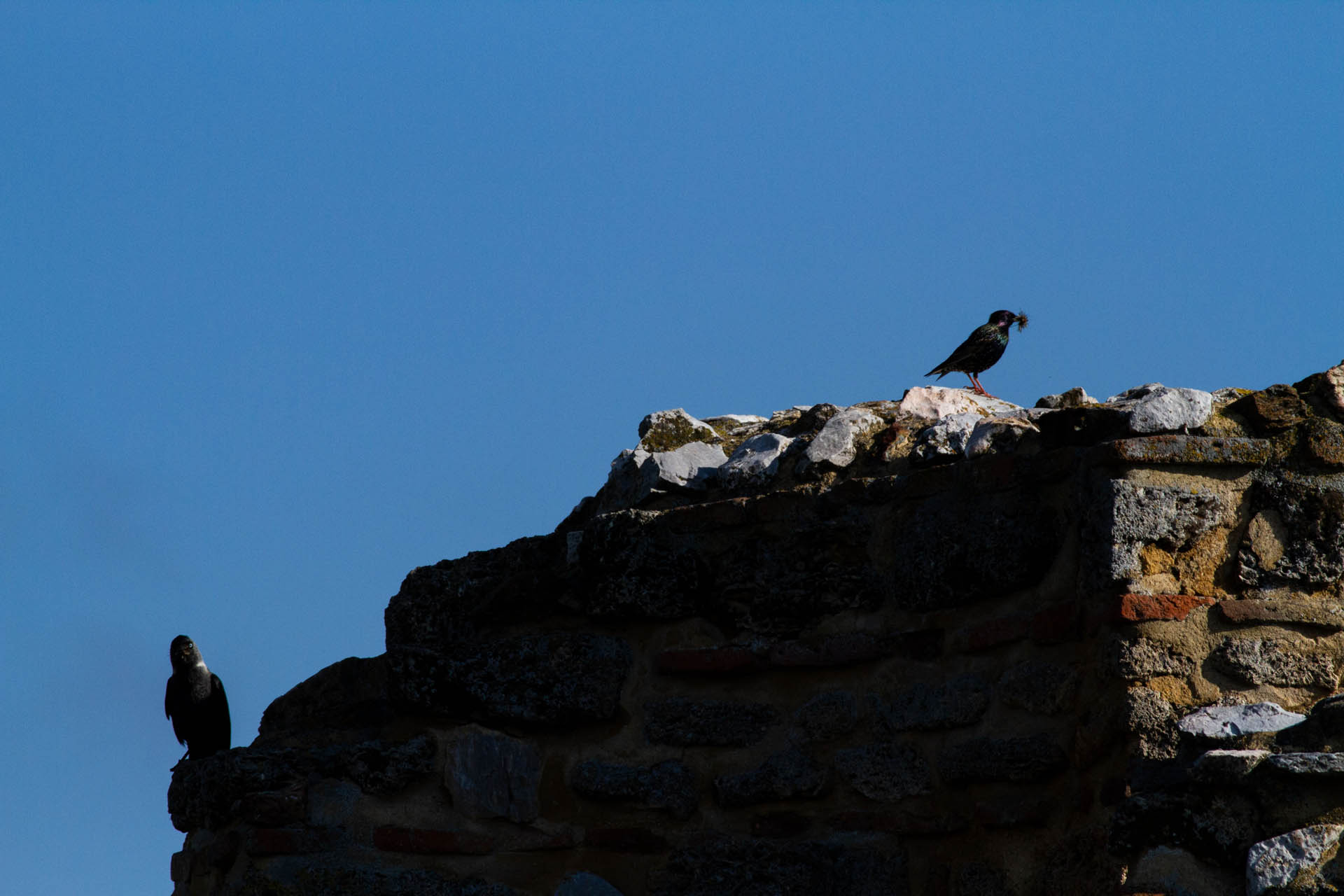 Sturnus vulgaris
