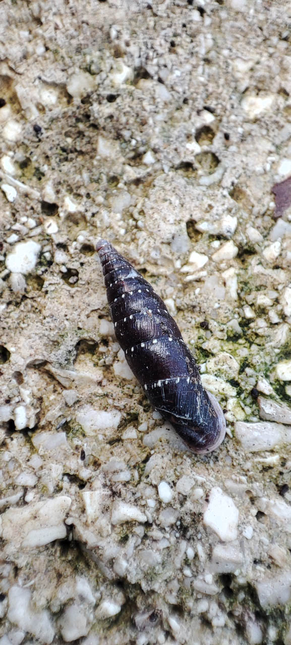 Stigmatica stigmatica