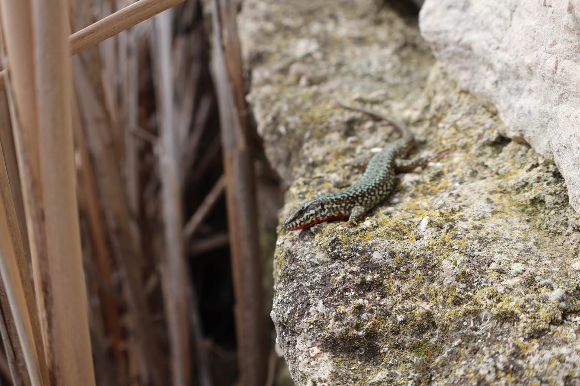 Podarcis muralis