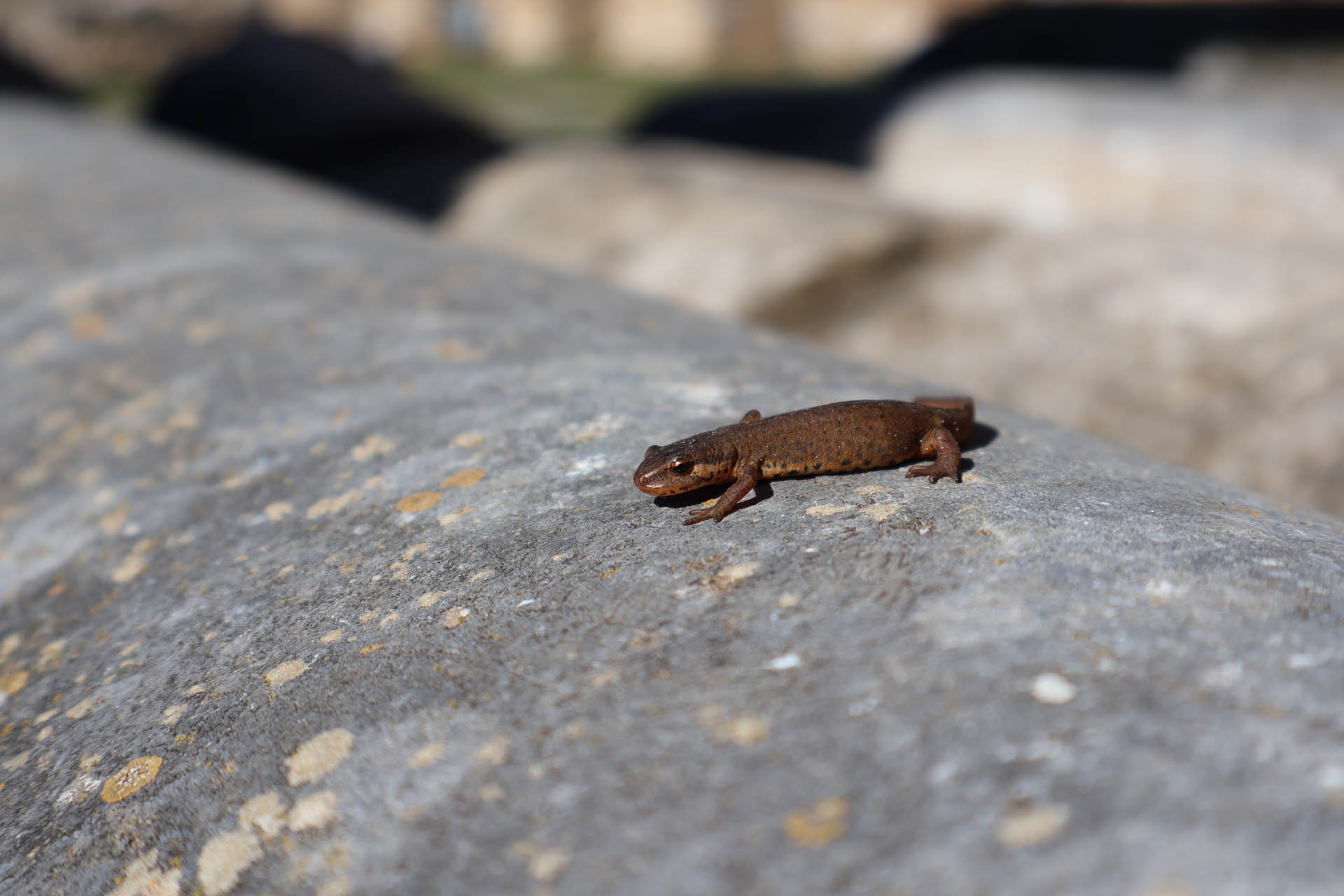 Lyssotriton graecus