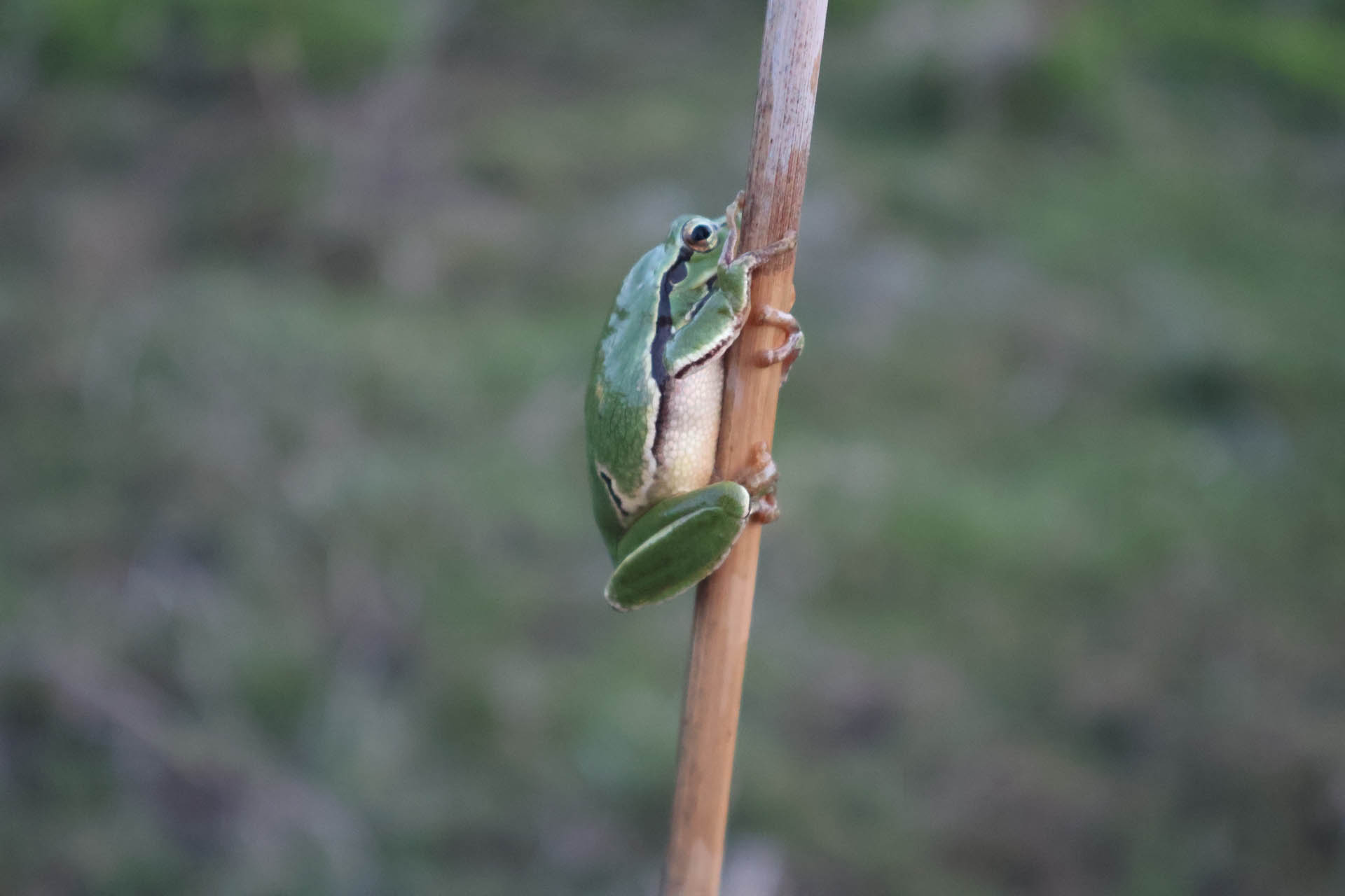 Hyla arborea