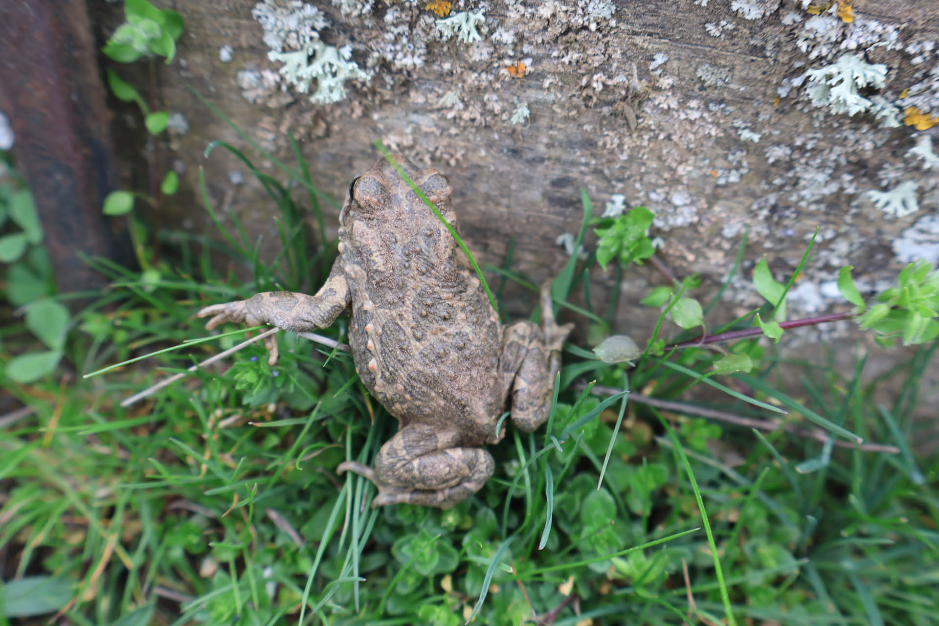 Bufotes viridis