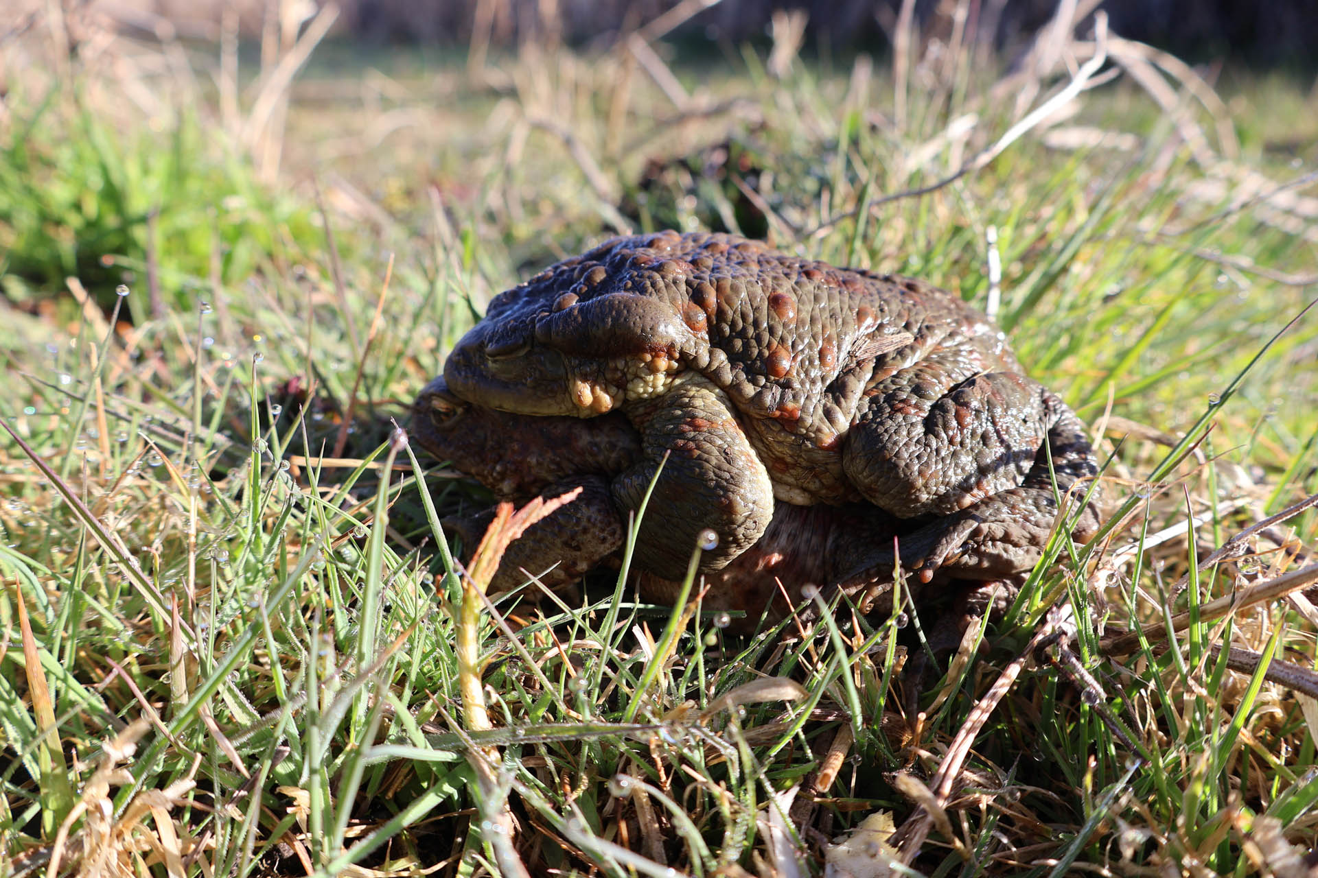 Bufo bufo