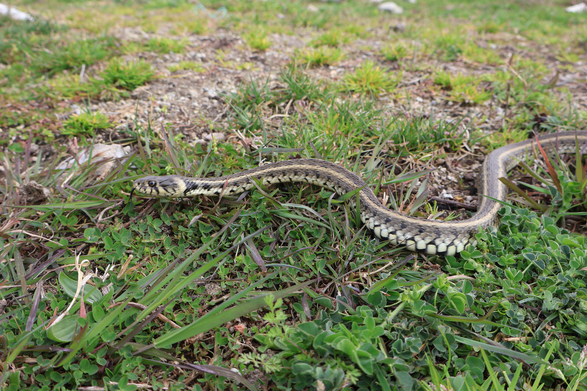 Natrix natrix