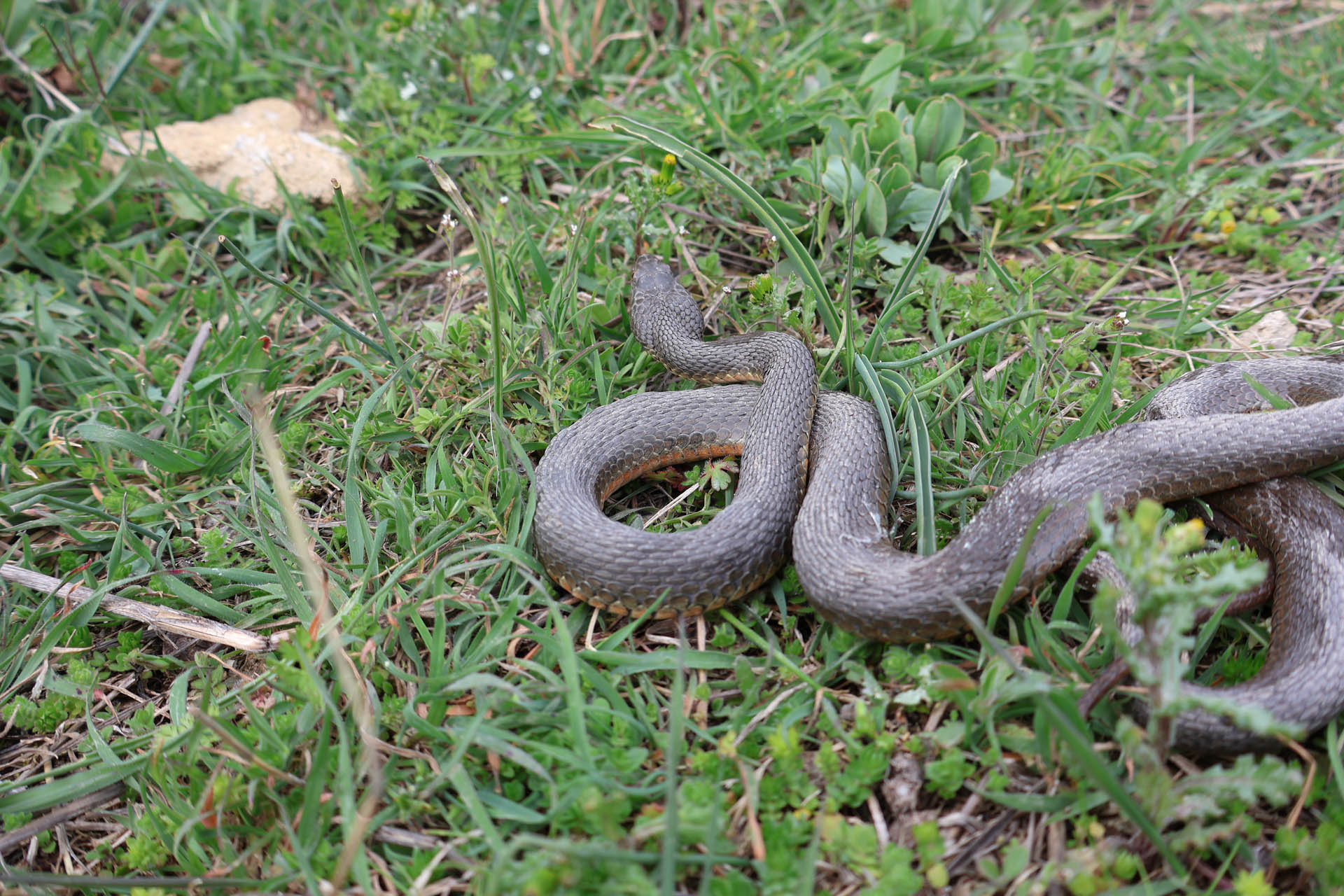 Natrix tessellata