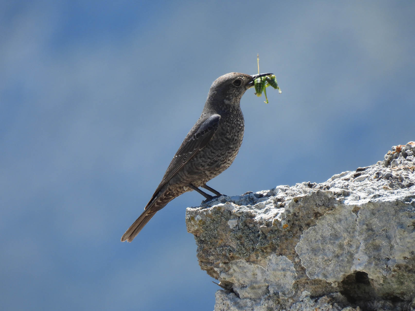 Monticola solitarius