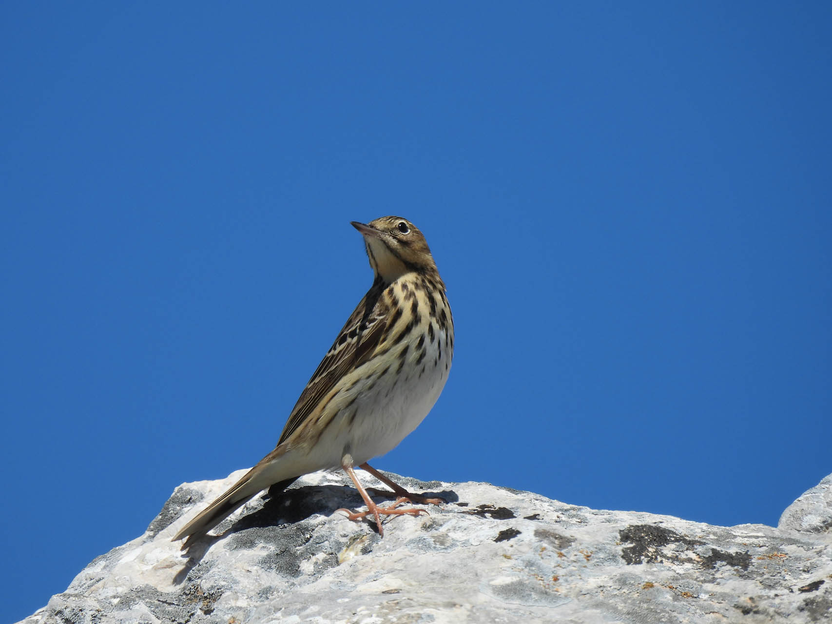Anthus trivialis