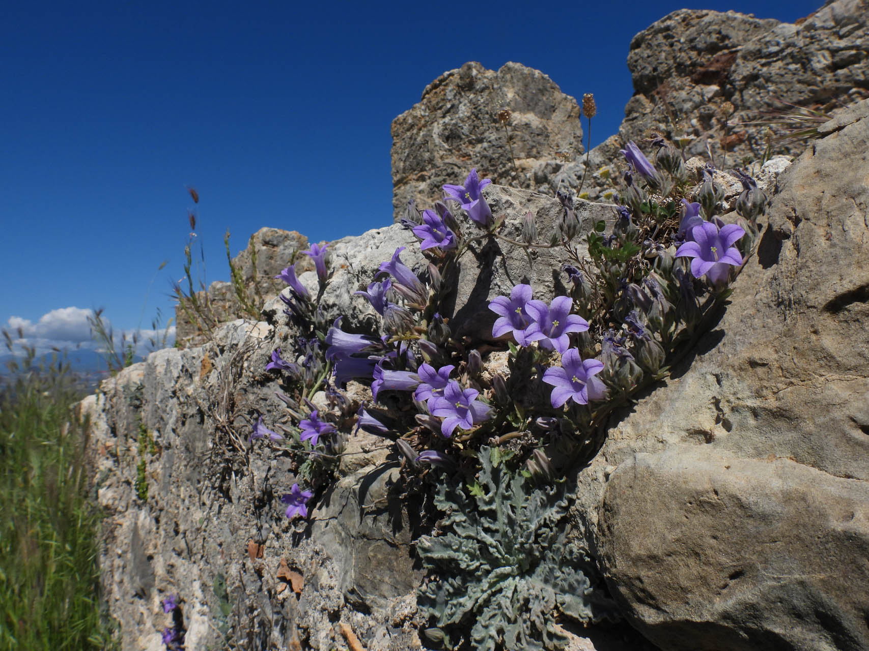 Campanula andrewsii
