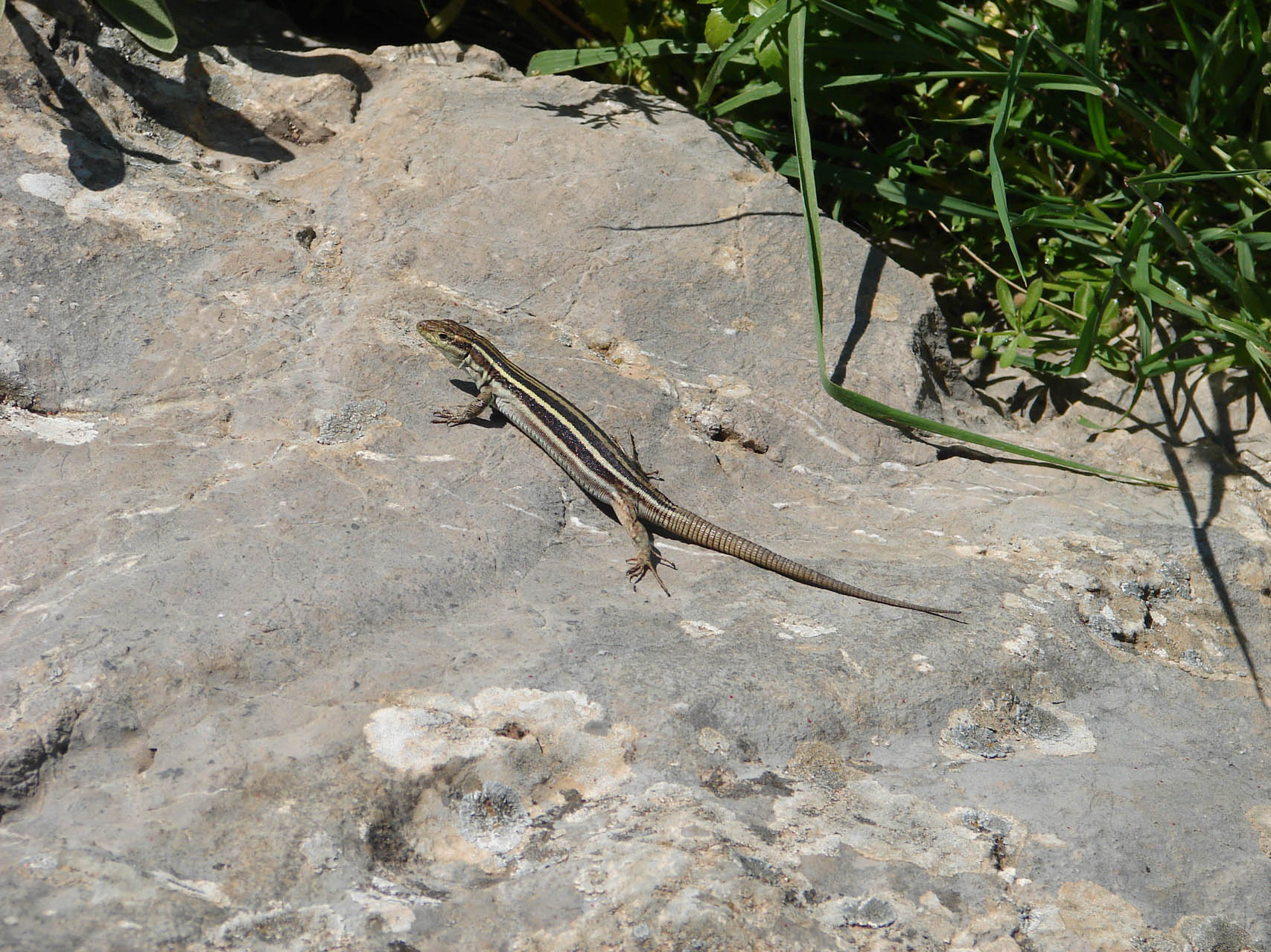Podarcis thais