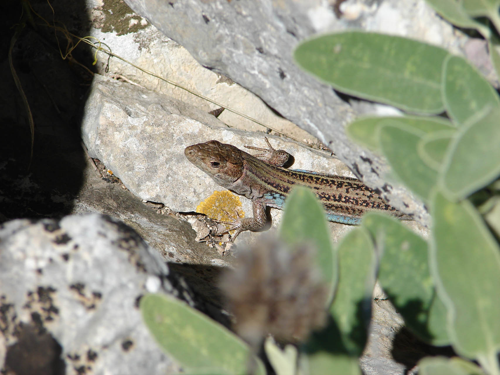 Podarcis thais