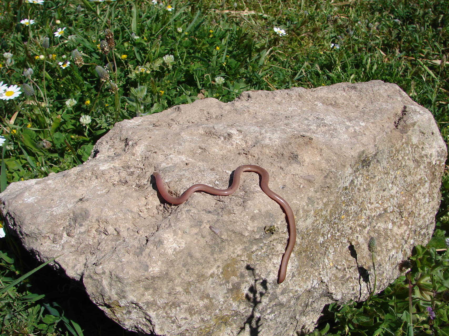 Xerotyphlops vermicularis