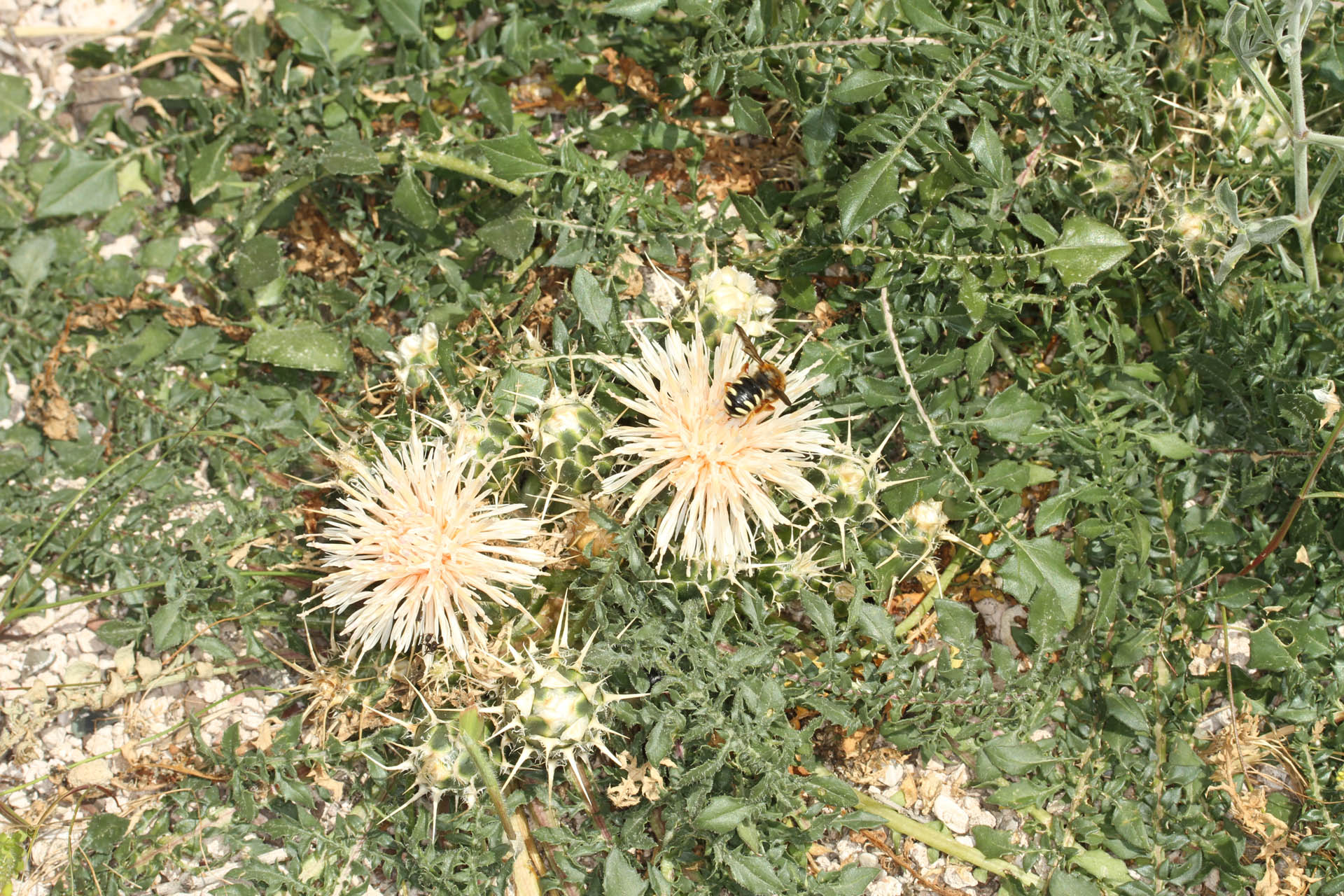 Centaurea raphanina mixta