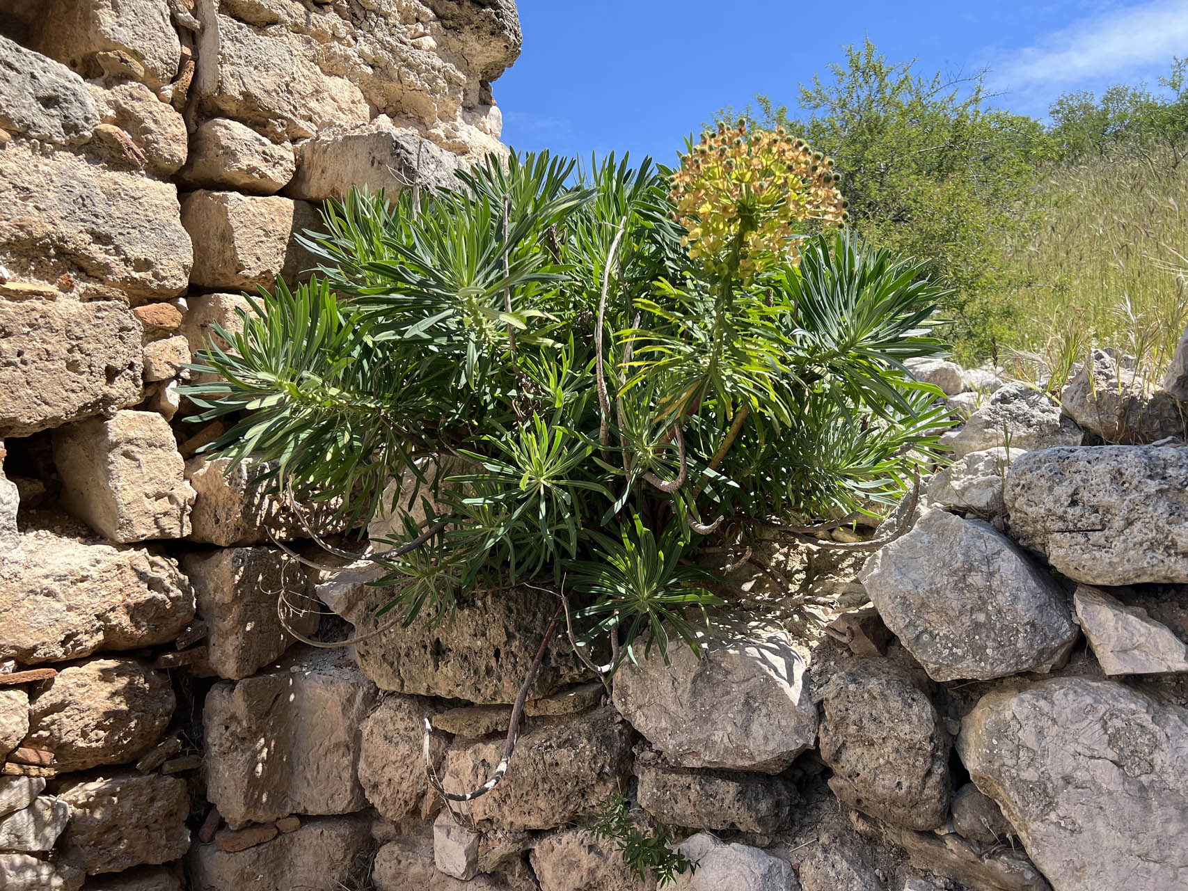 Euphorbia characias
