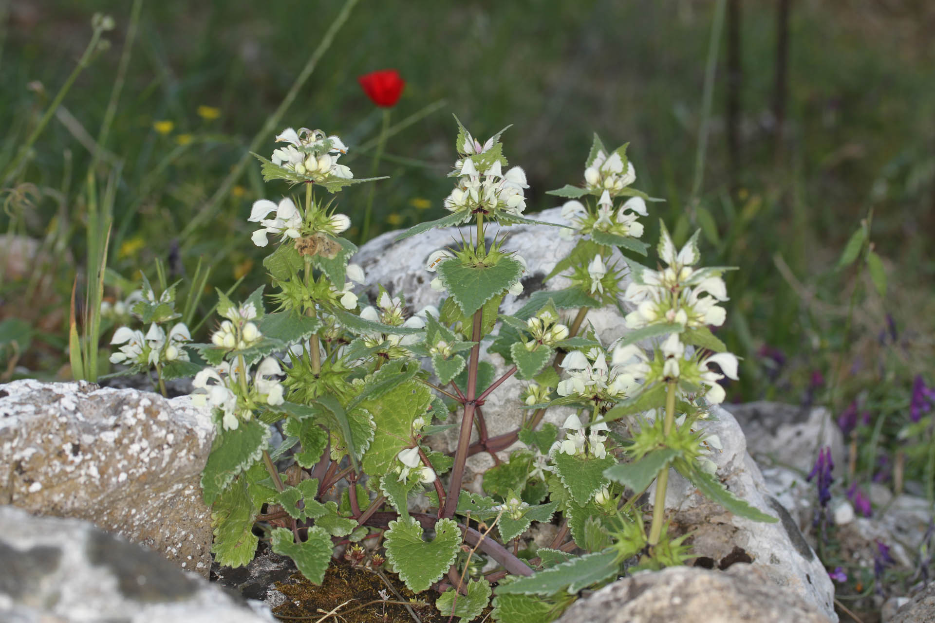 Lamium moschatum