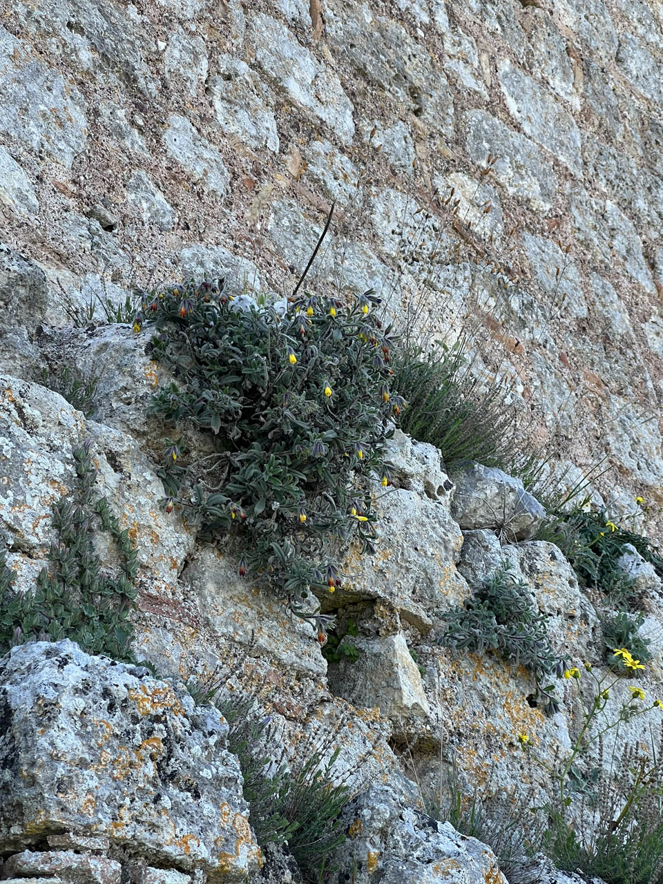 Onosma frutescens