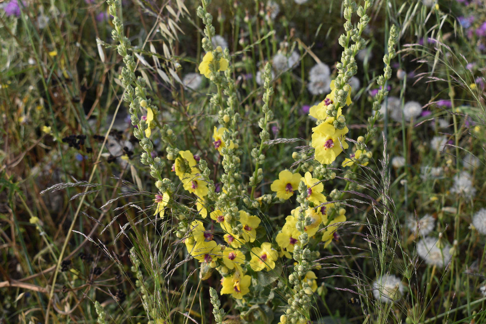 Verbascum sinuatum