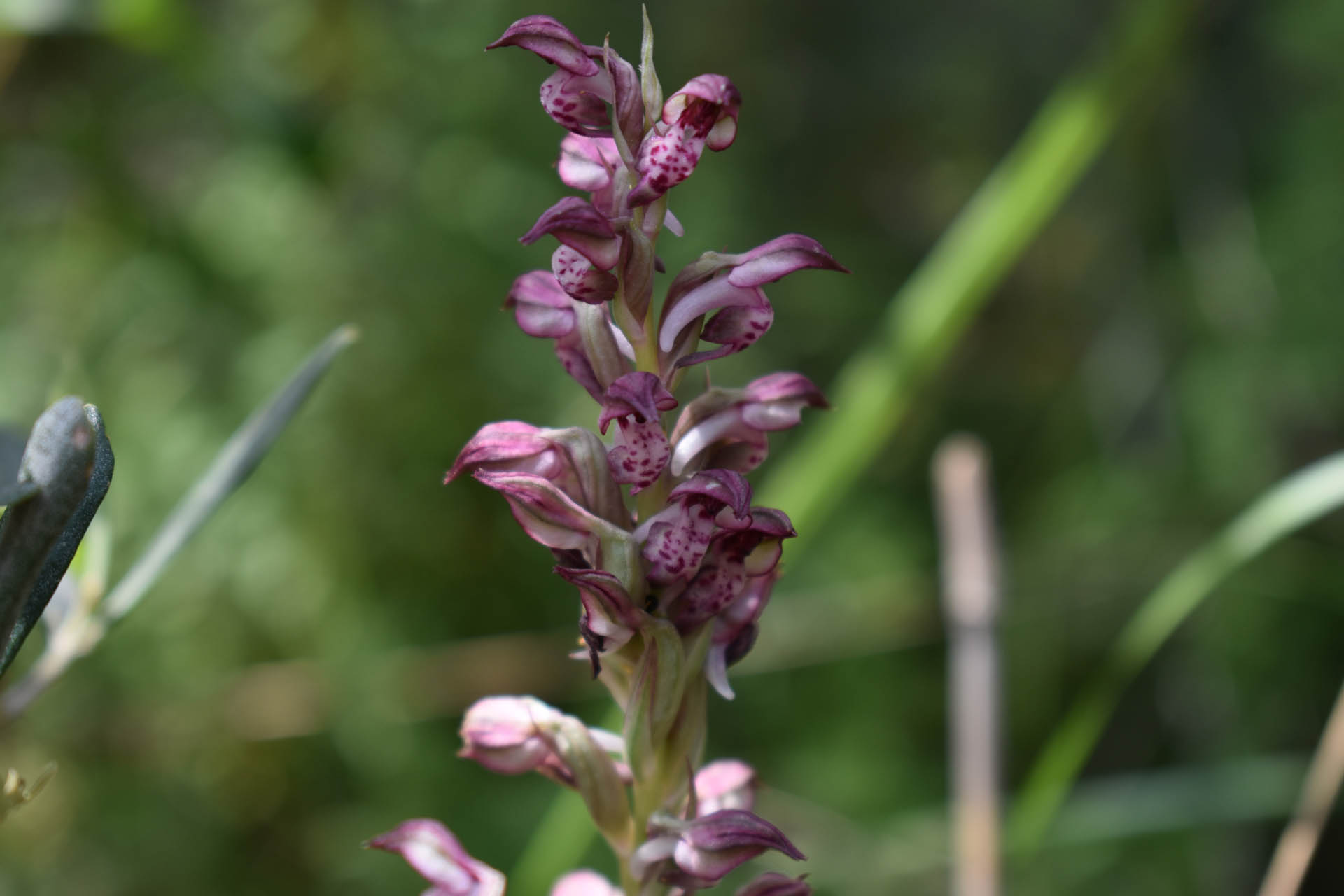 Anacamptis coriophora fragrans
