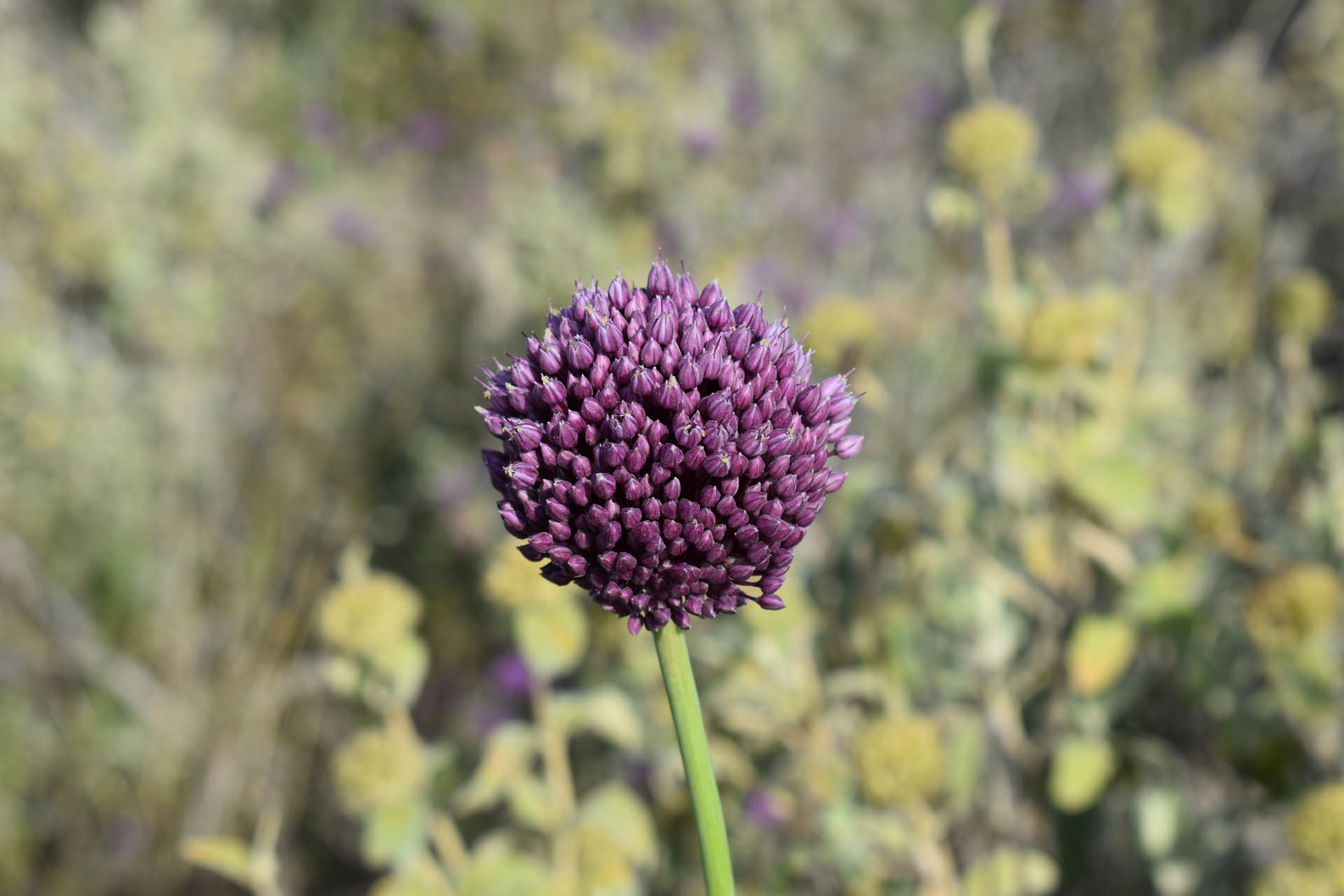 Allium ampeloprasum