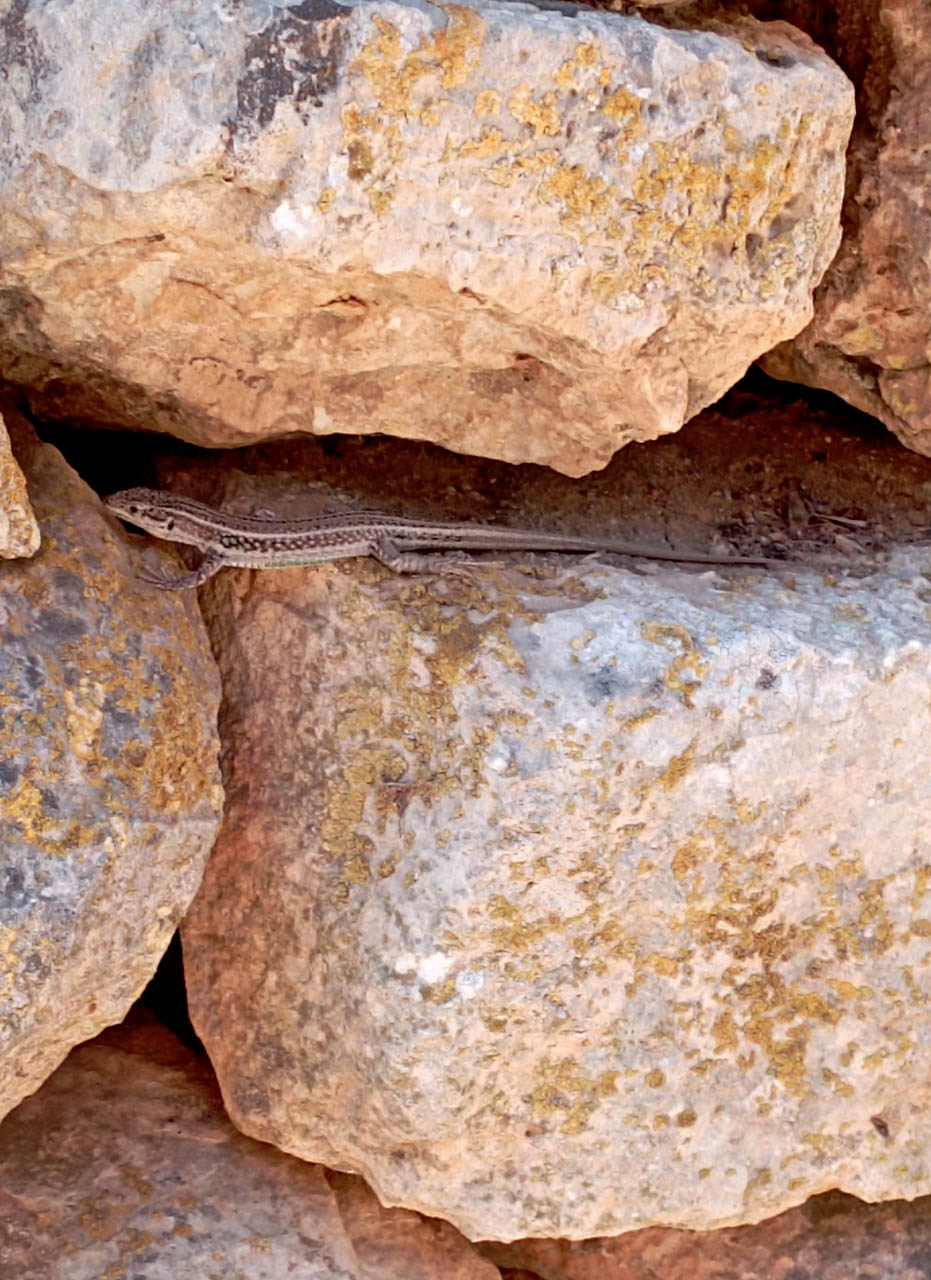 Podarcis cretensis