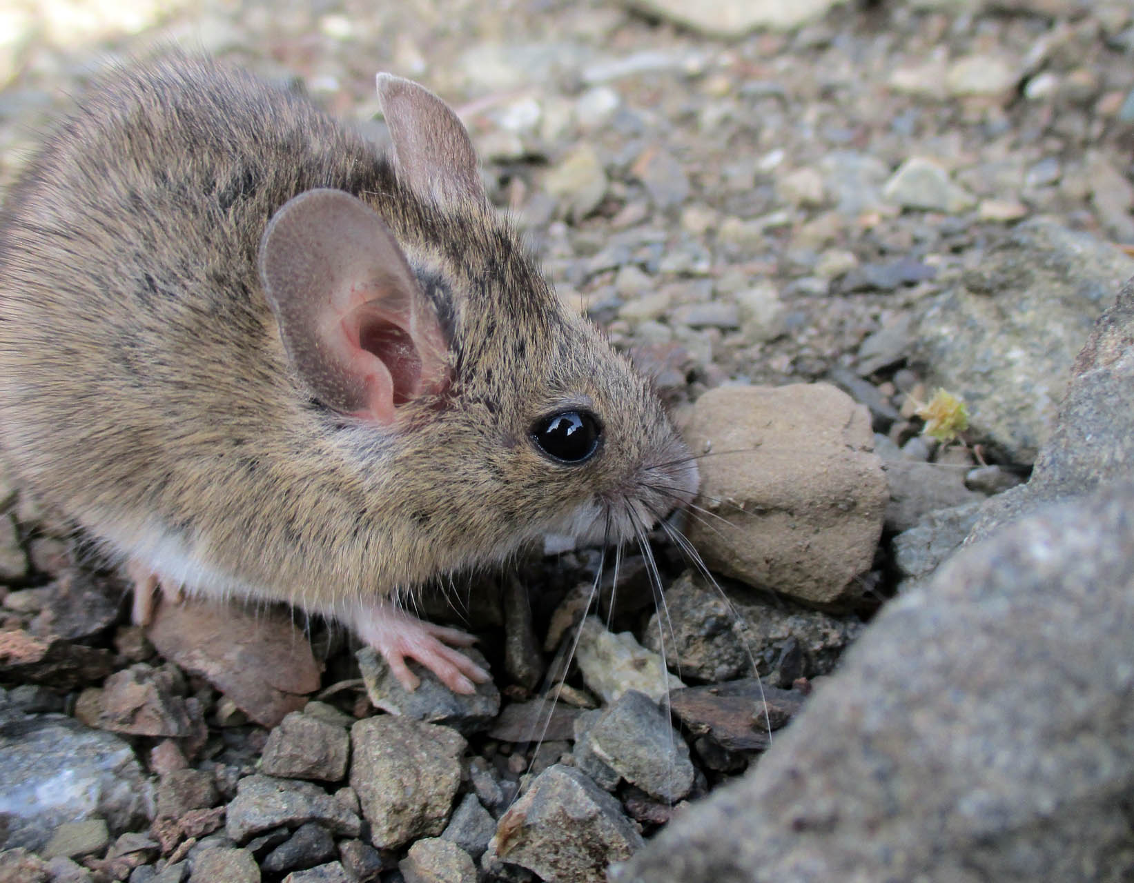 Apodemus sylvaticus