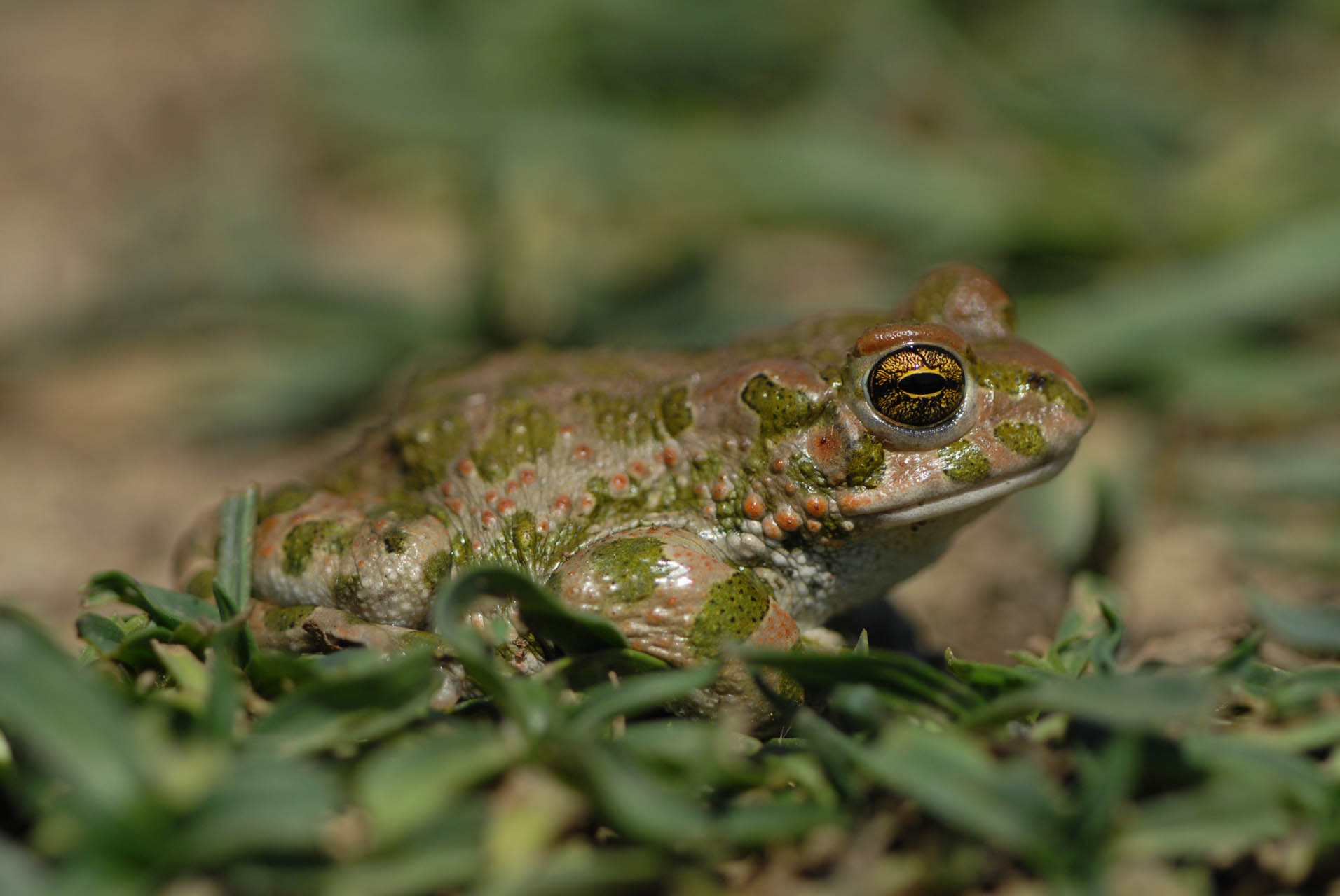 Bufotes viridis