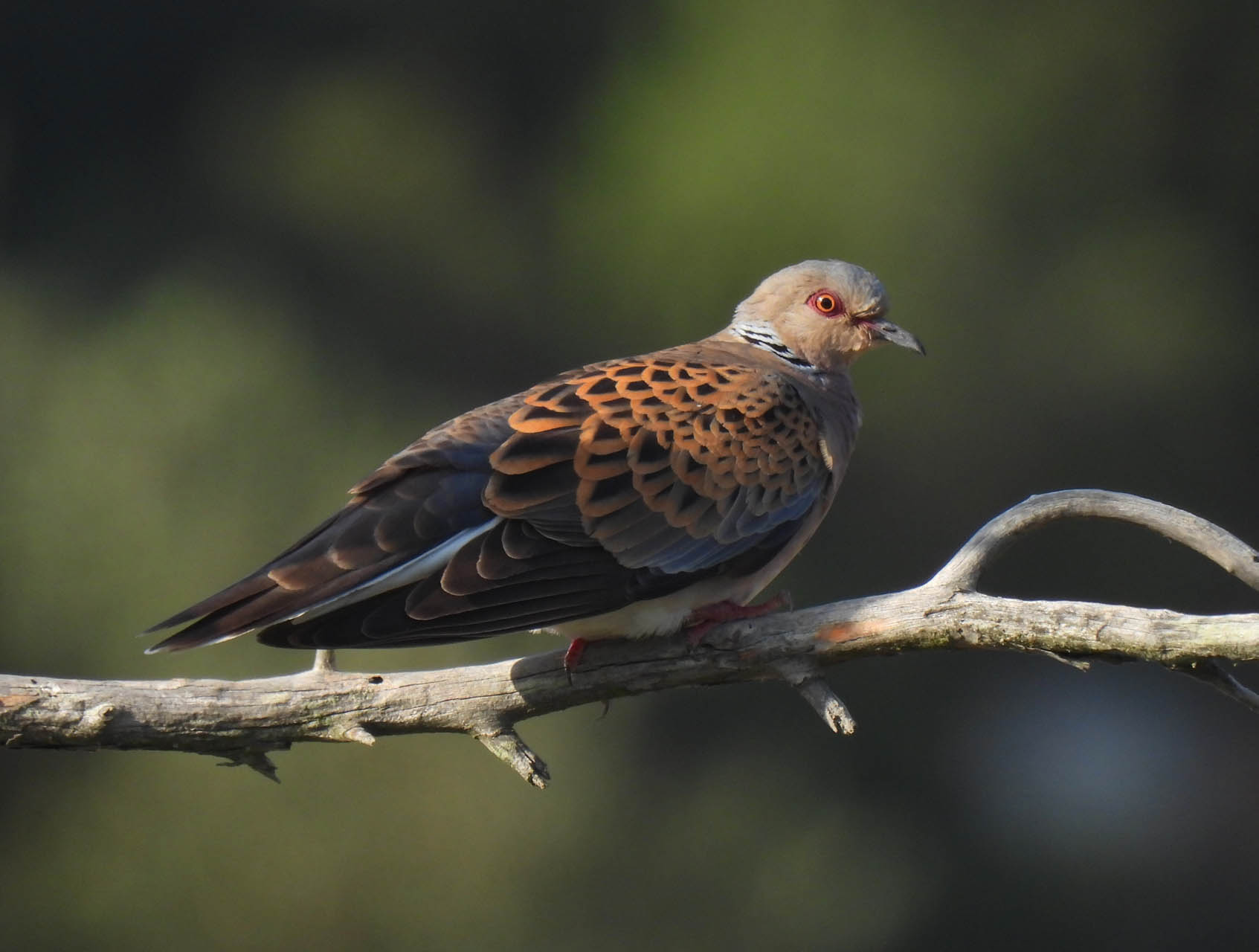 Streptopelia turtur