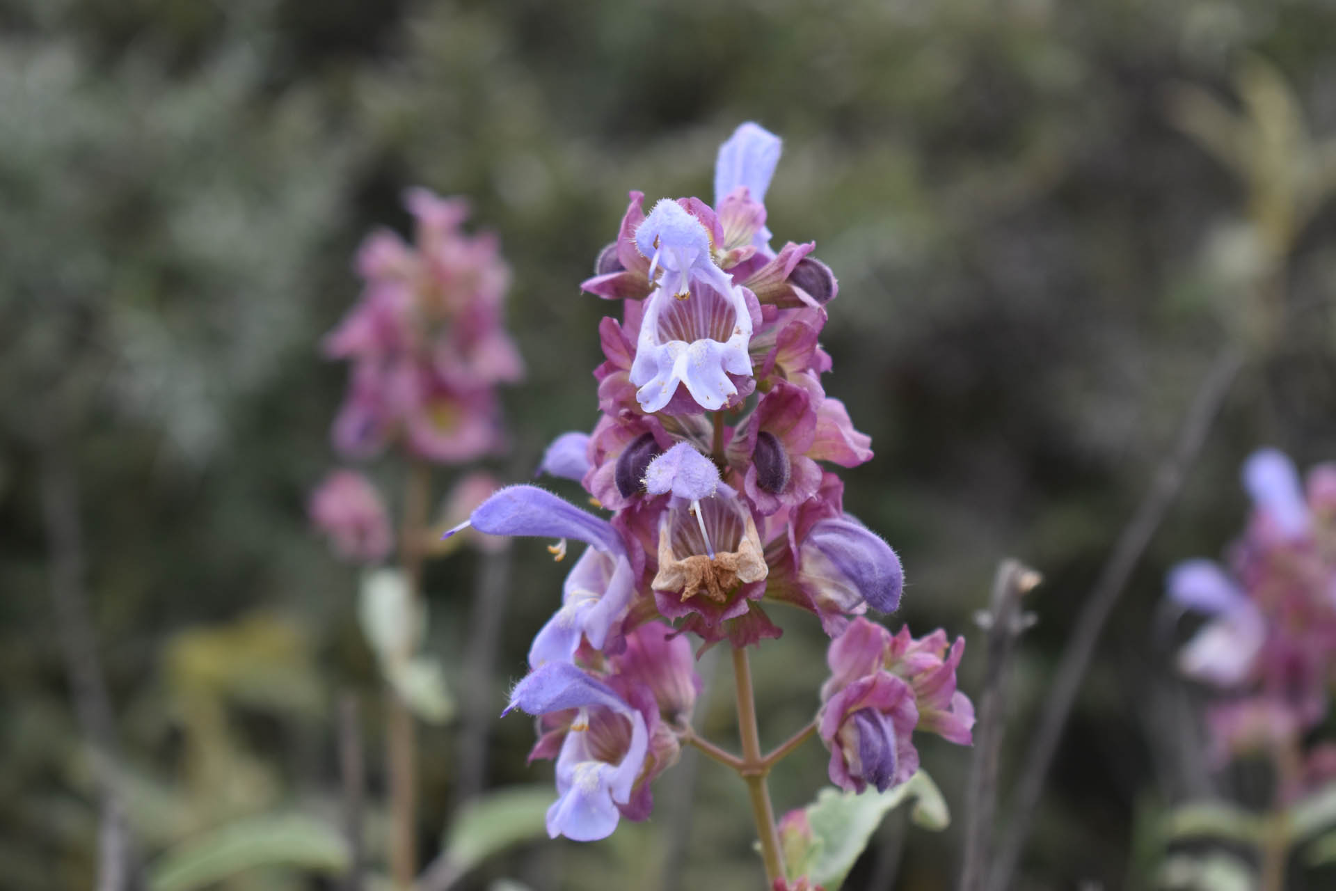 Salvia pomifera
