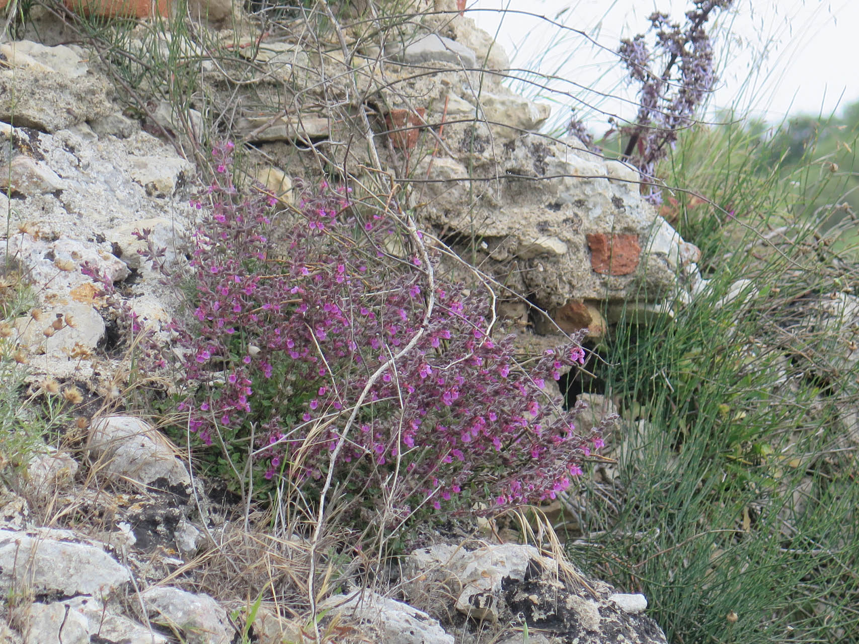 Teucrium divaricatum