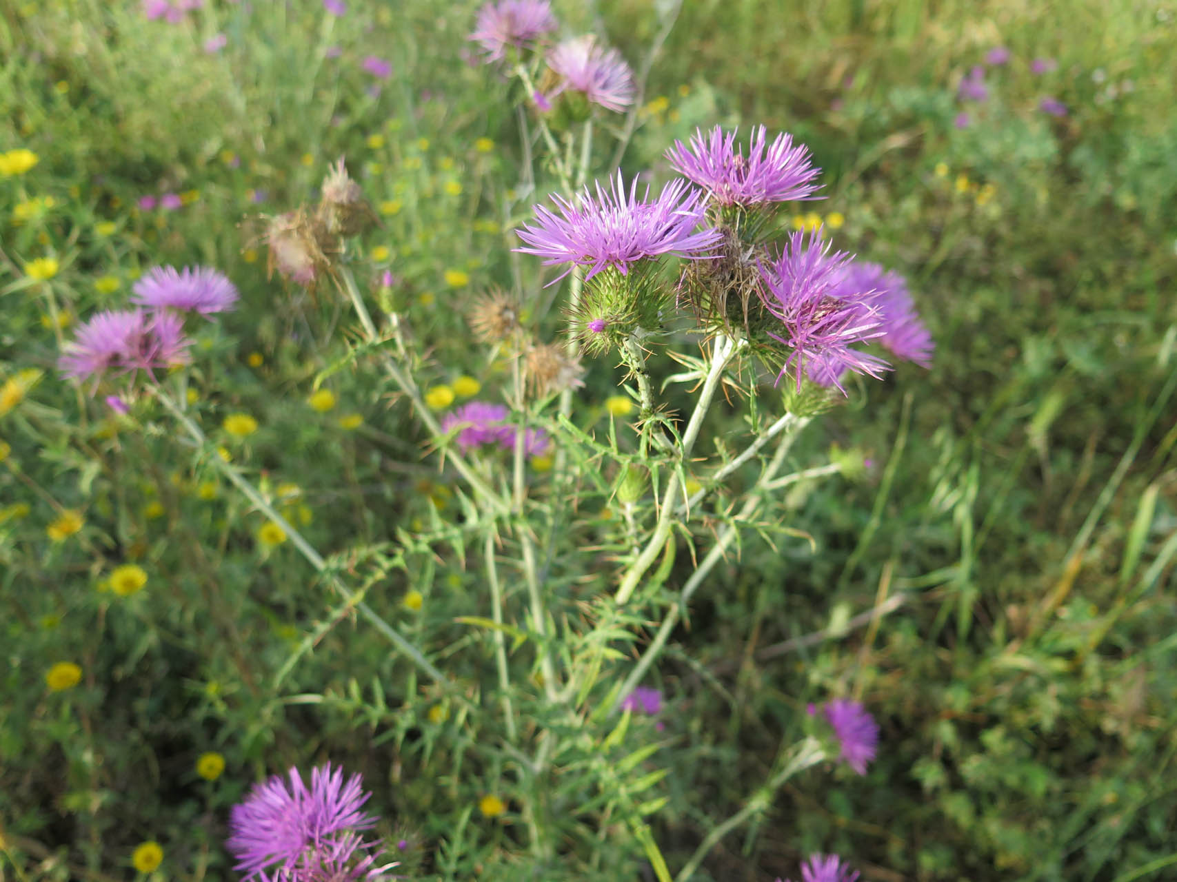 Galactites tomentosa