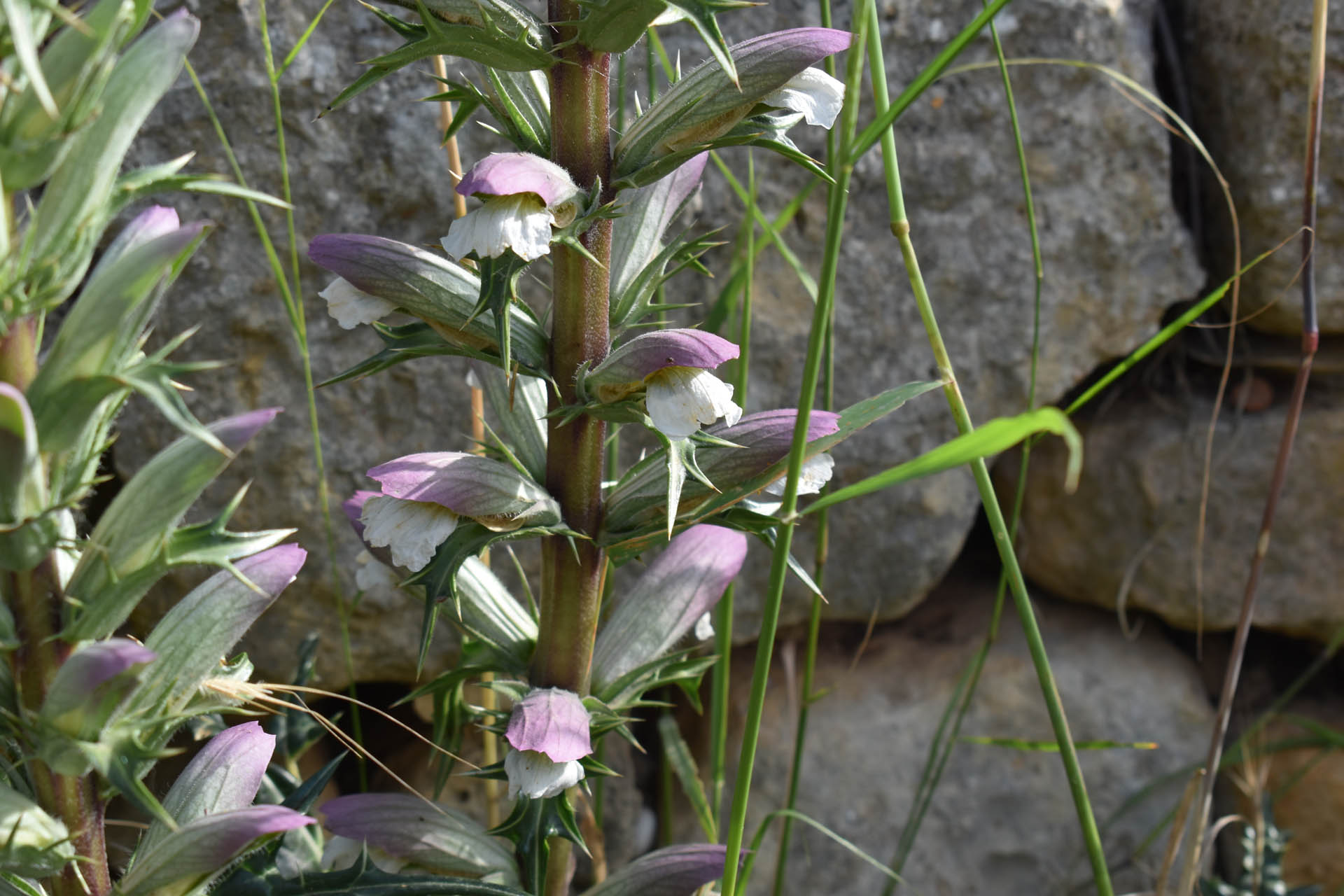 Acanthus spinosus