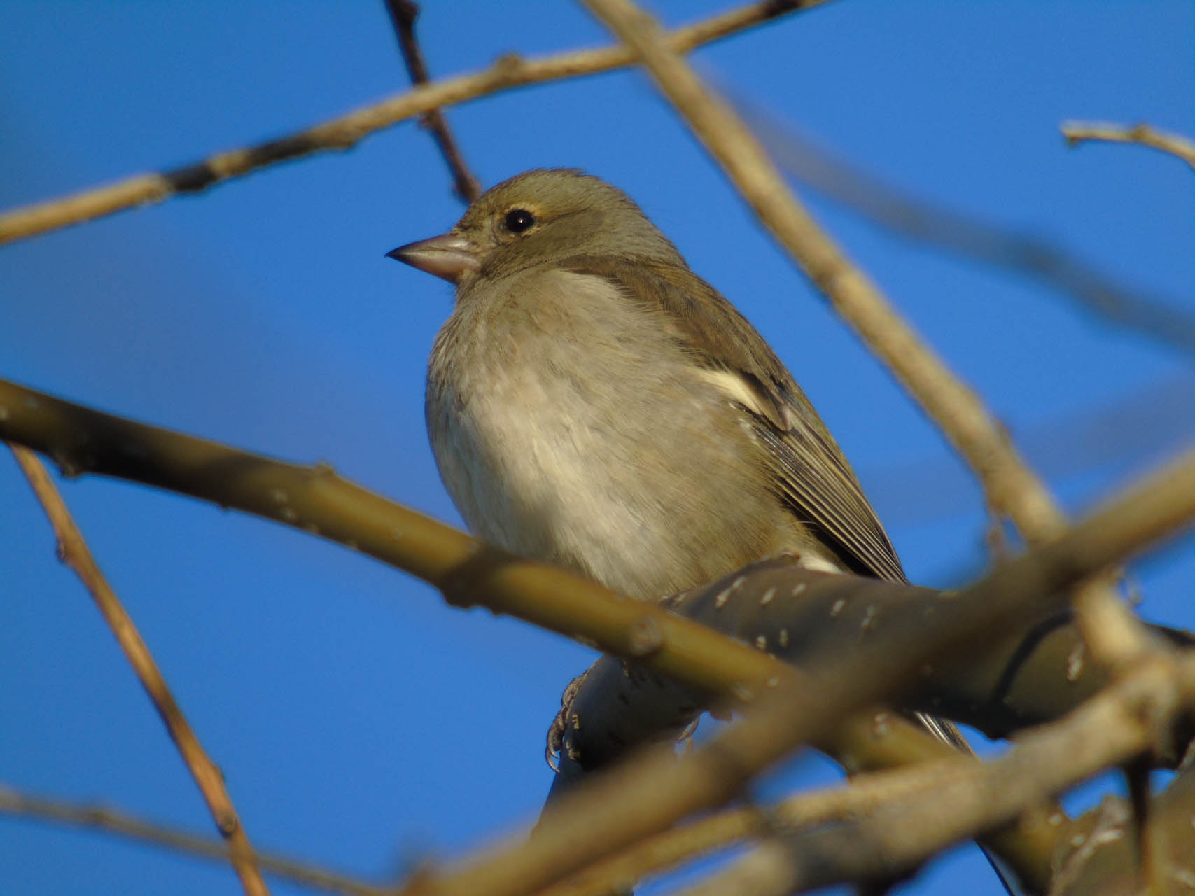 Fringilla coelebs