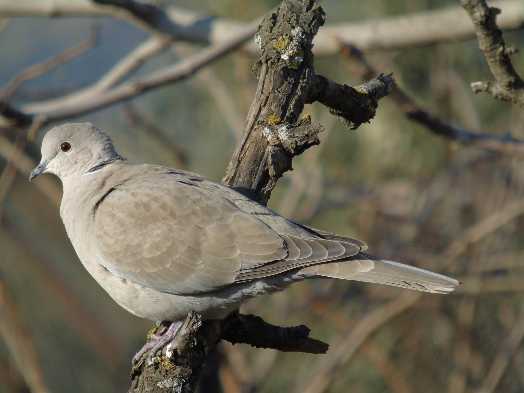 Streptopelia decaocto