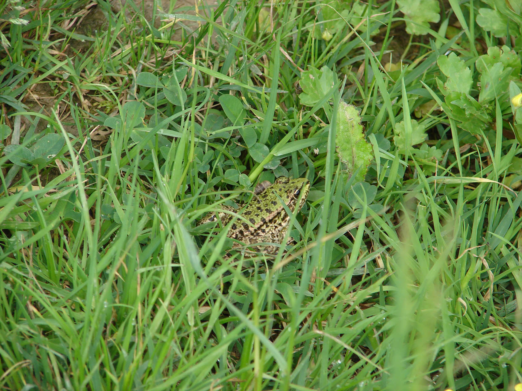 Pelophylax kurtmuelleri