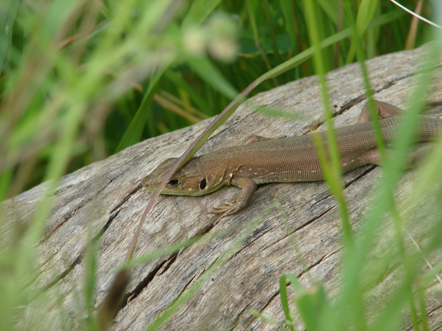 Lacerta trilineata
