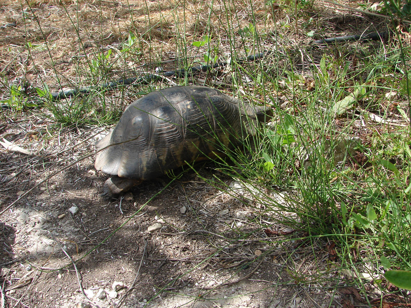 Testudo marginata