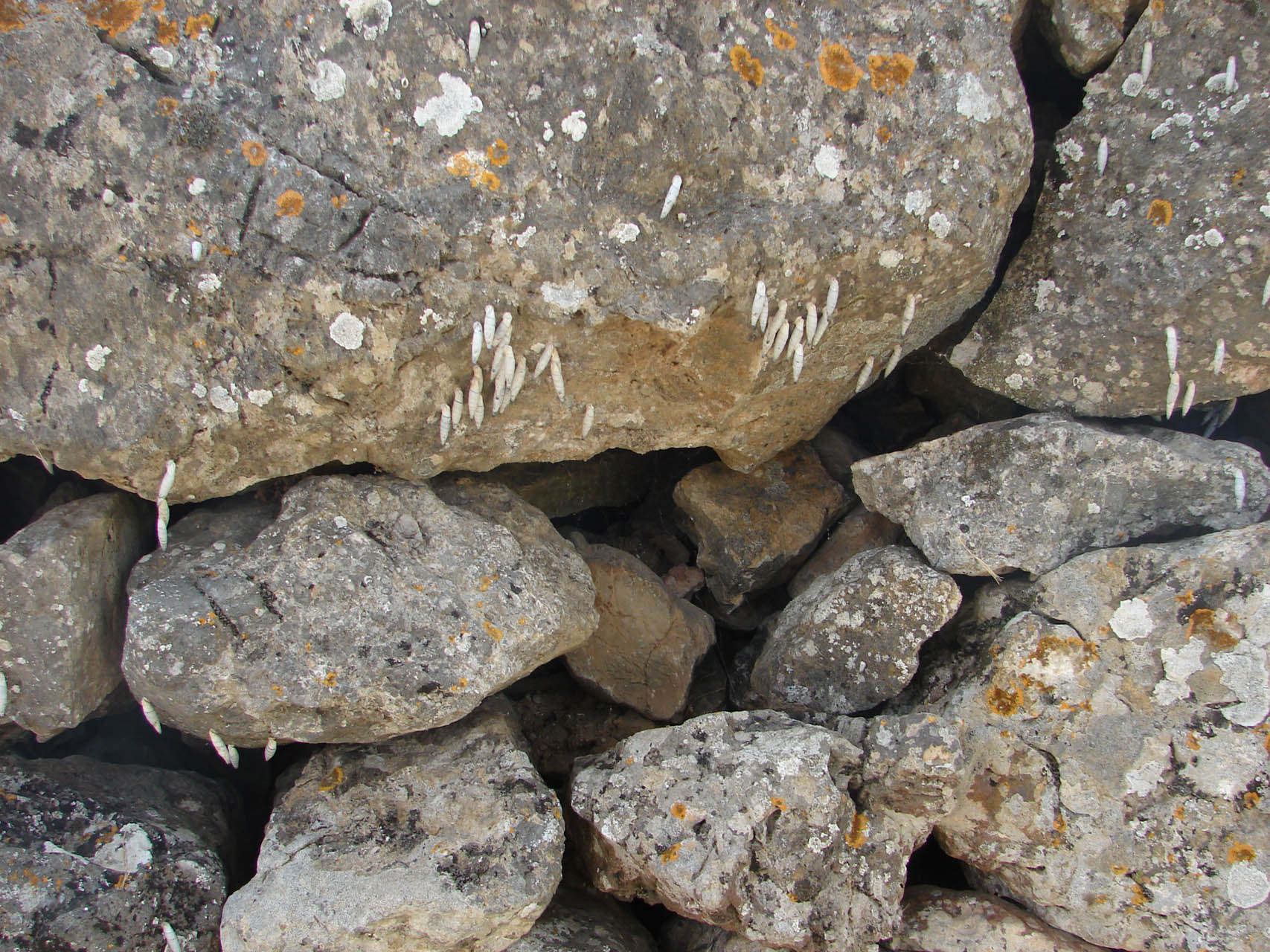 Albinaria caerulea